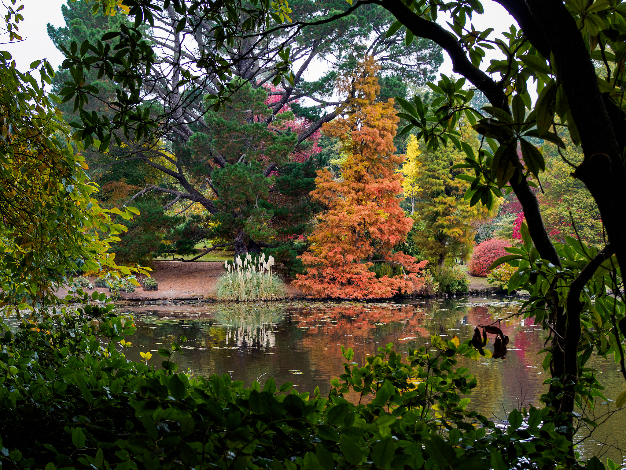 Olympus PEN-F + Olympus M.Zuiko Digital 25mm F1.8 sample photo. Tree leaves changing colour in autumn photography