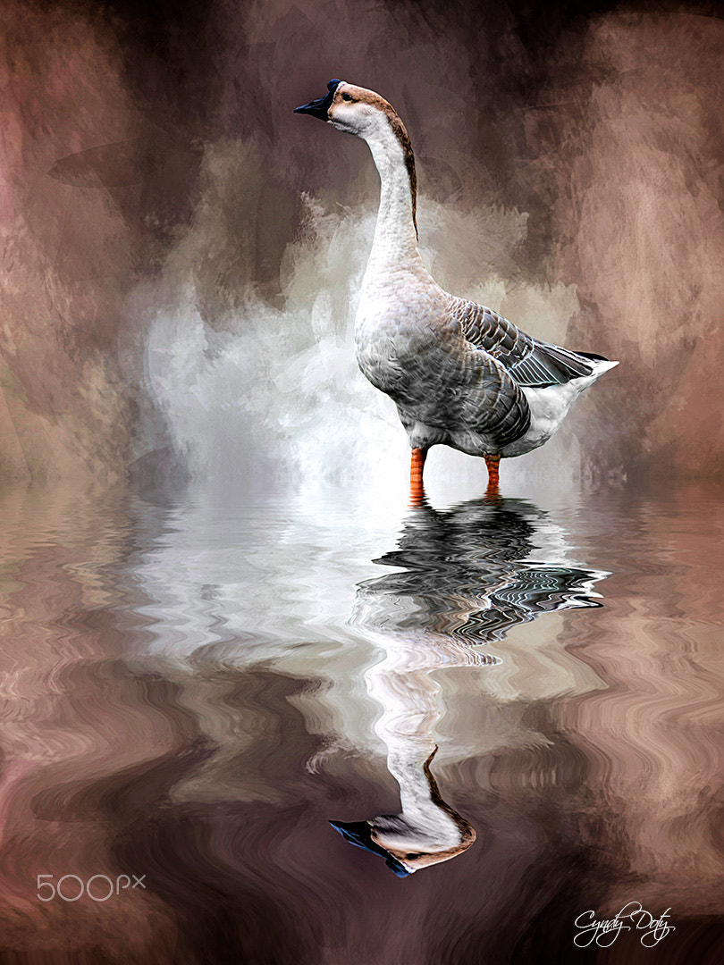Canon EF-S 55-250mm F4-5.6 IS sample photo. Brown swan's stroll photography