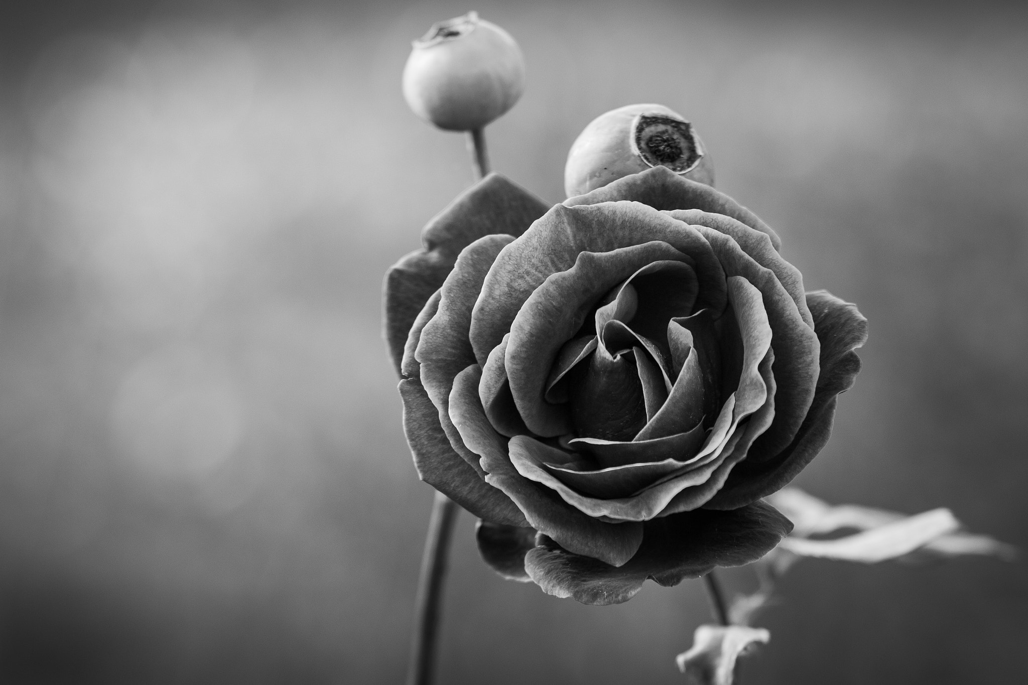 Sigma 70-200mm F2.8 EX DG OS HSM sample photo. Roses photography