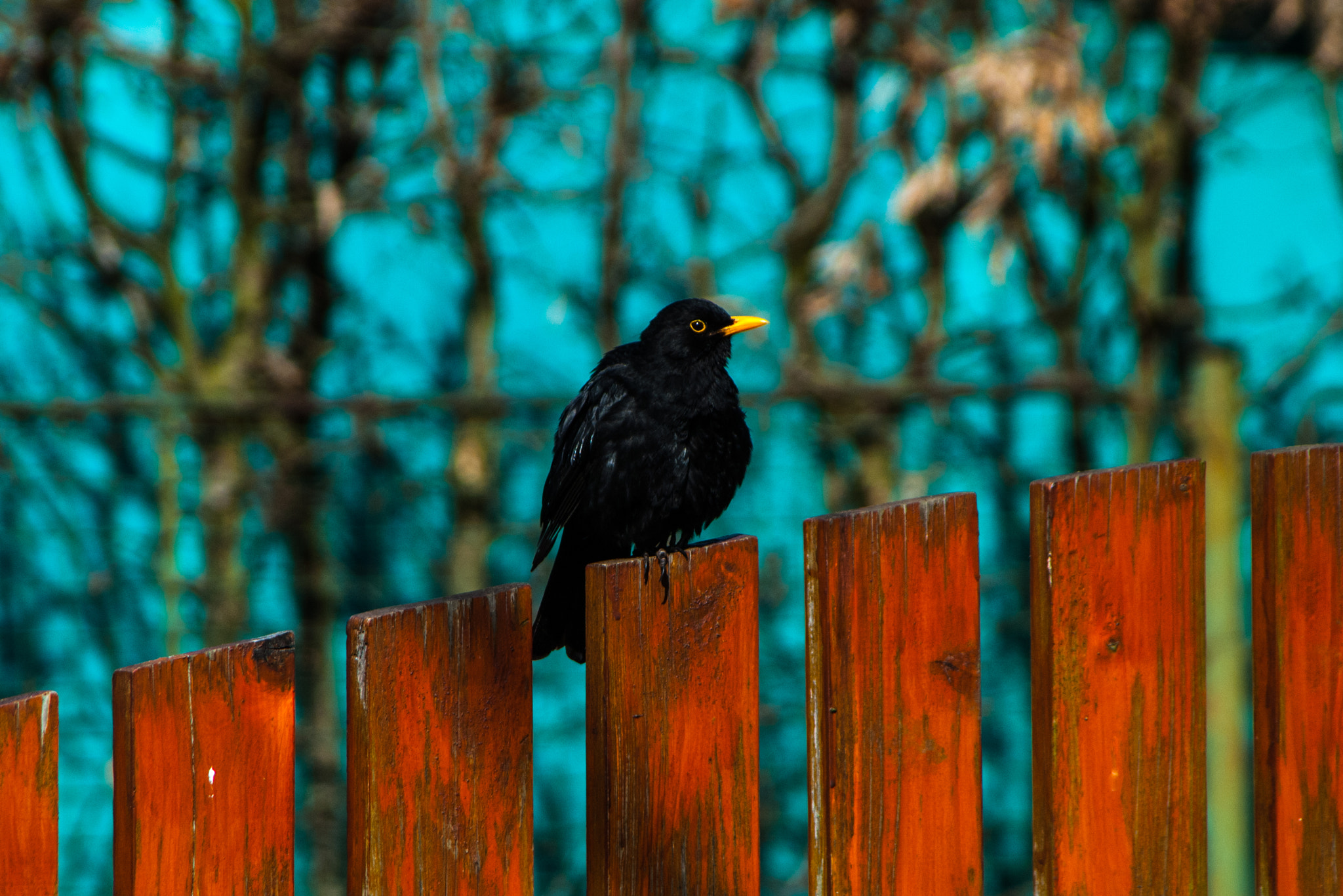 Nikon D40X + Tamron AF 28-300mm F3.5-6.3 XR Di VC LD Aspherical (IF) Macro sample photo. Common blackbird on the fence photography