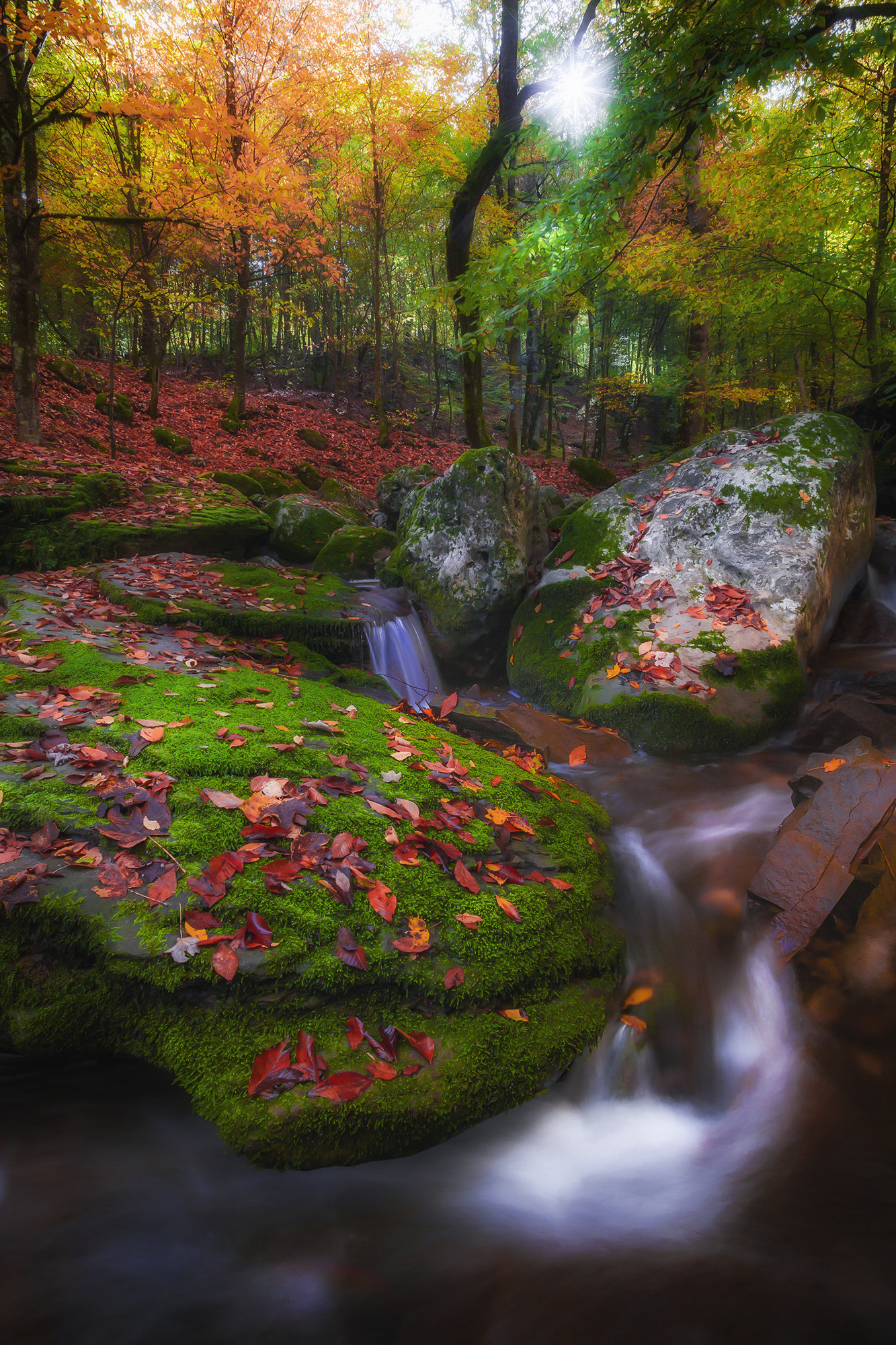 Canon EOS 5D sample photo. Autumn on forest photography