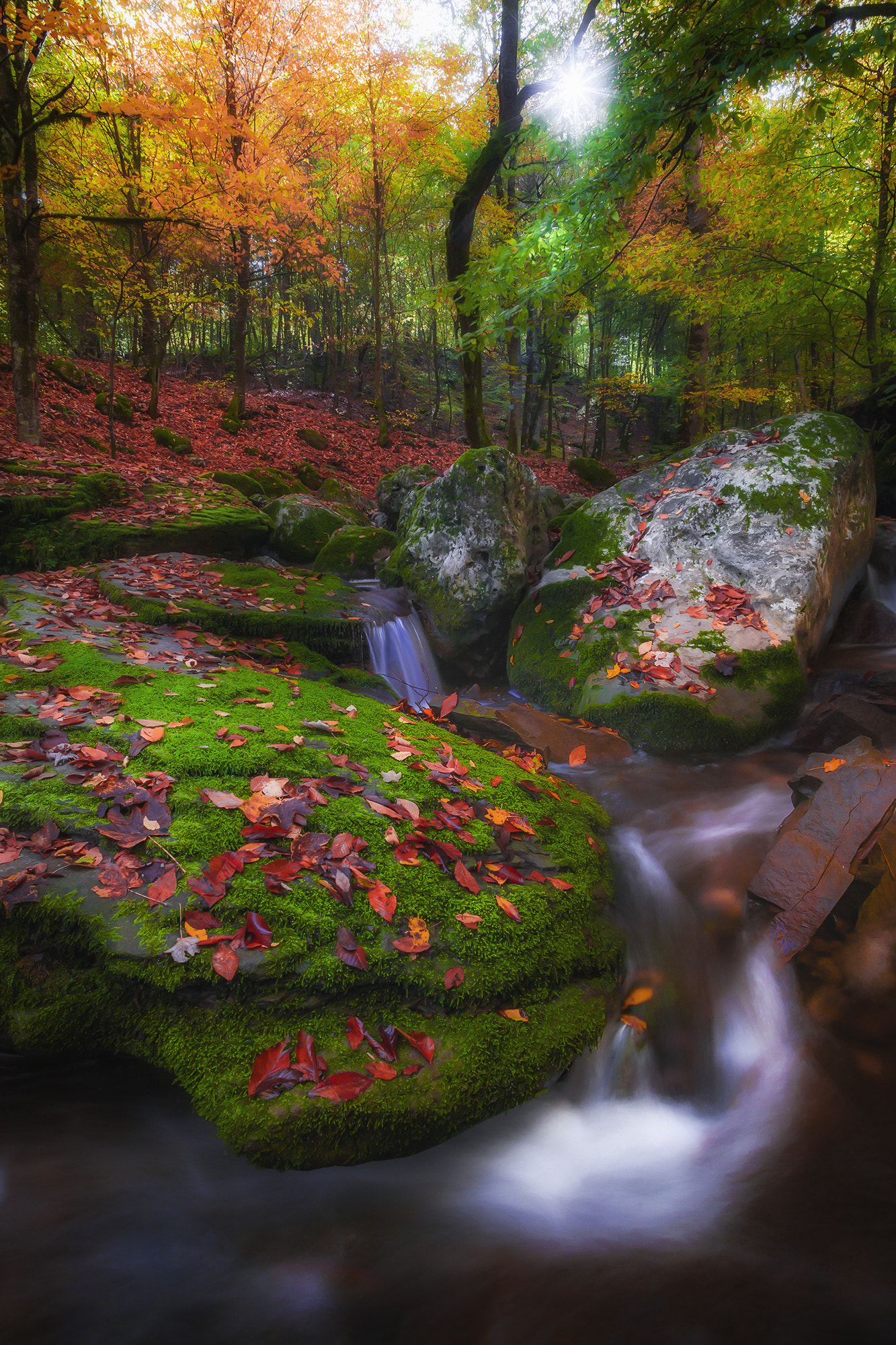 Canon EOS 5D + Canon EF 20-35mm F3.5-4.5 USM sample photo. Autumn on forest photography