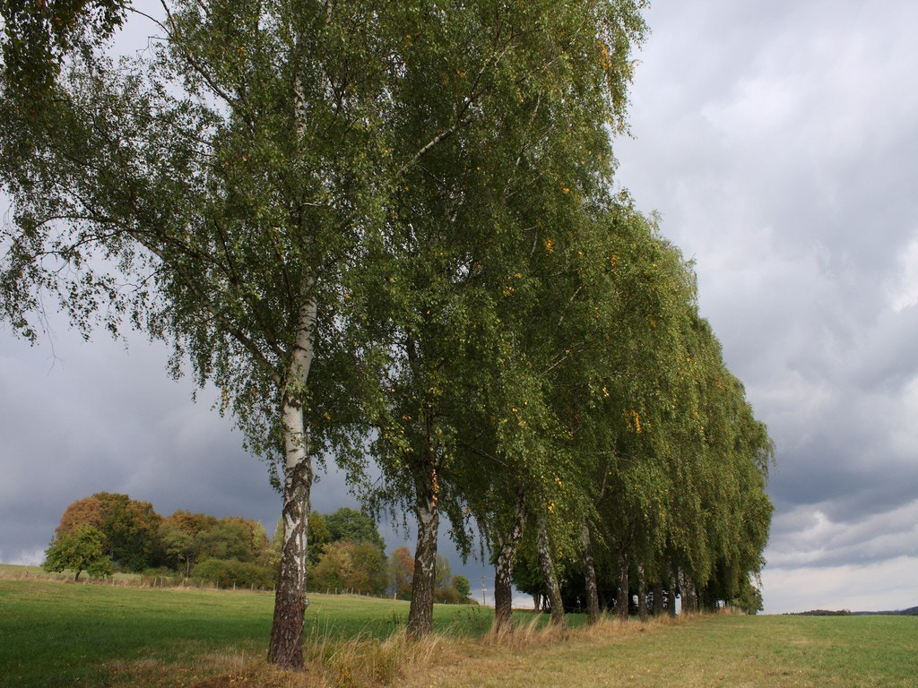 Canon EOS 40D sample photo. Birches photography