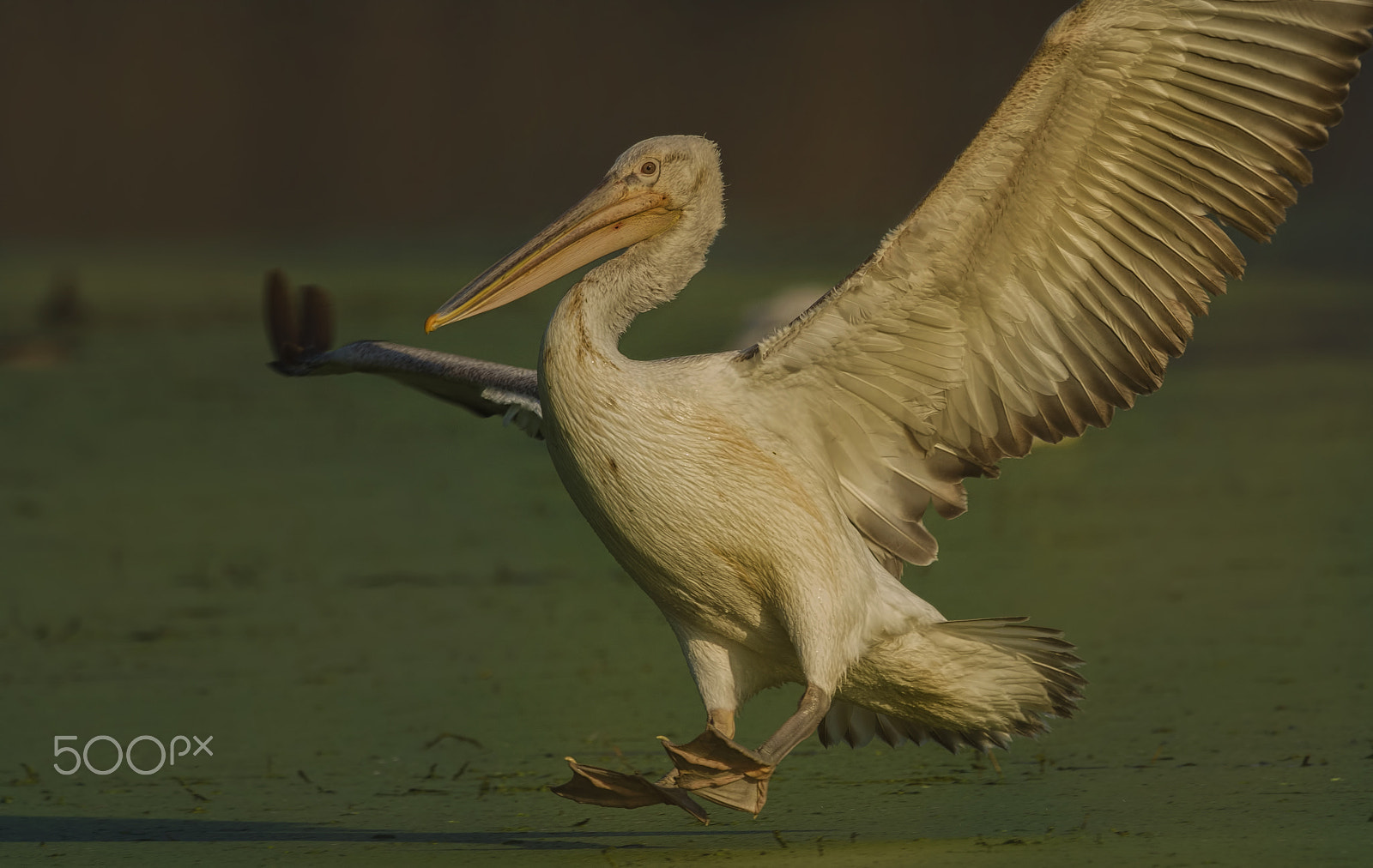 Nikon D7000 + Nikon AF-S Nikkor 500mm F4G ED VR sample photo. Dalmatian pelican photography