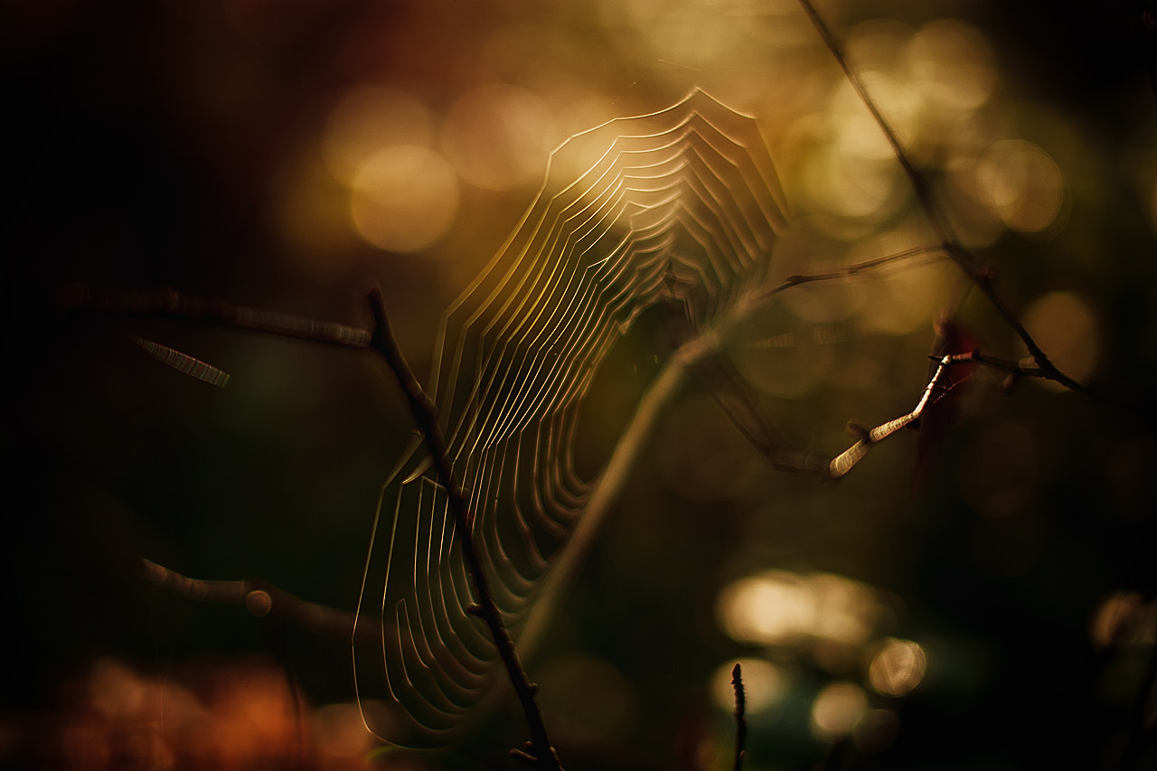 Nikon D700 + Sigma 50mm F1.4 EX DG HSM sample photo. Spiderweb photography