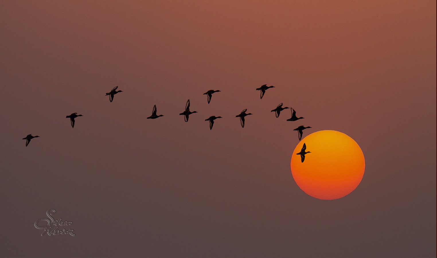 Sigma 150-600mm F5-6.3 DG OS HSM | C sample photo. Edge of night photography