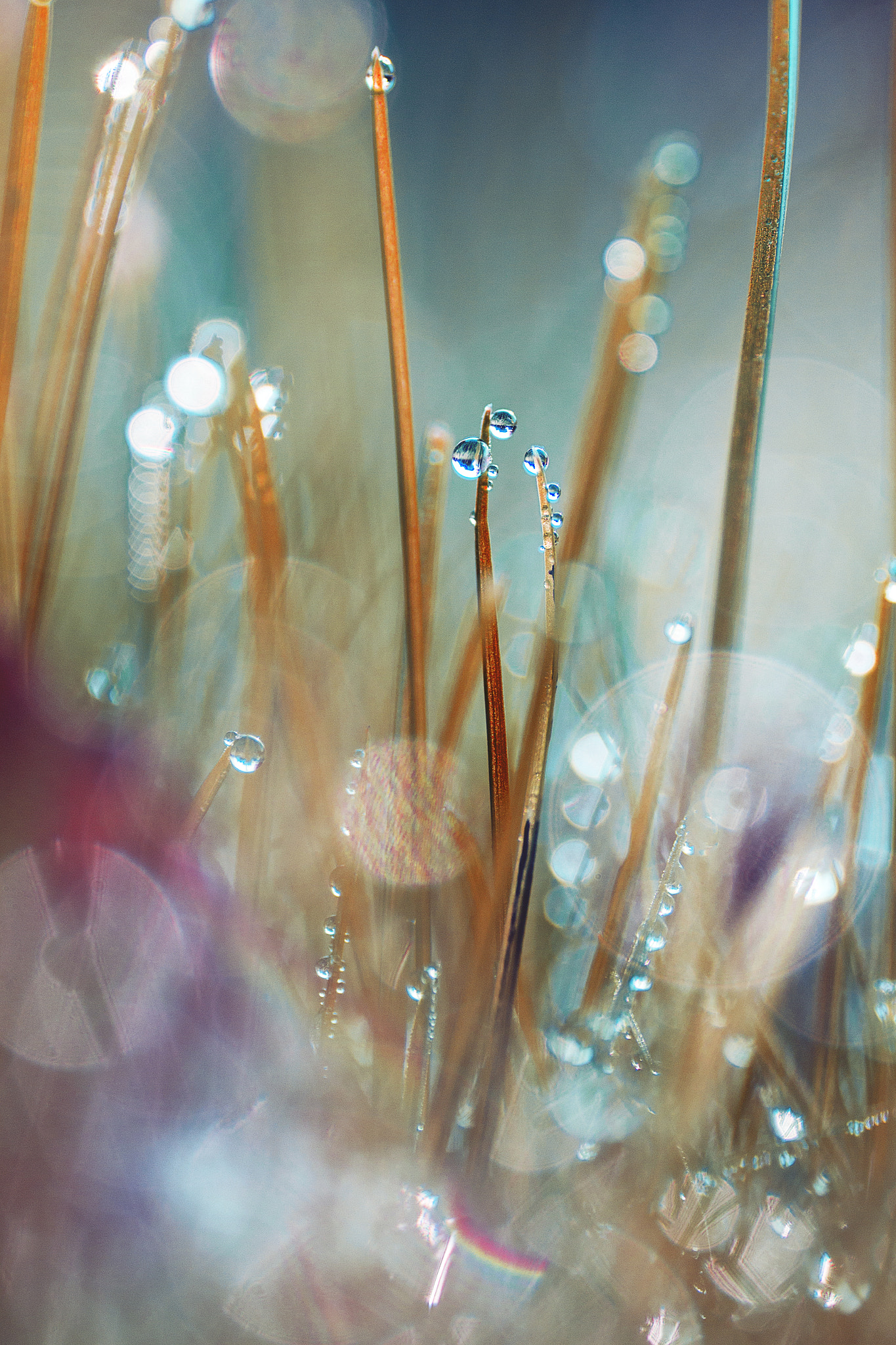 Tamron SP AF 90mm F2.8 Di Macro sample photo. Droplets photography