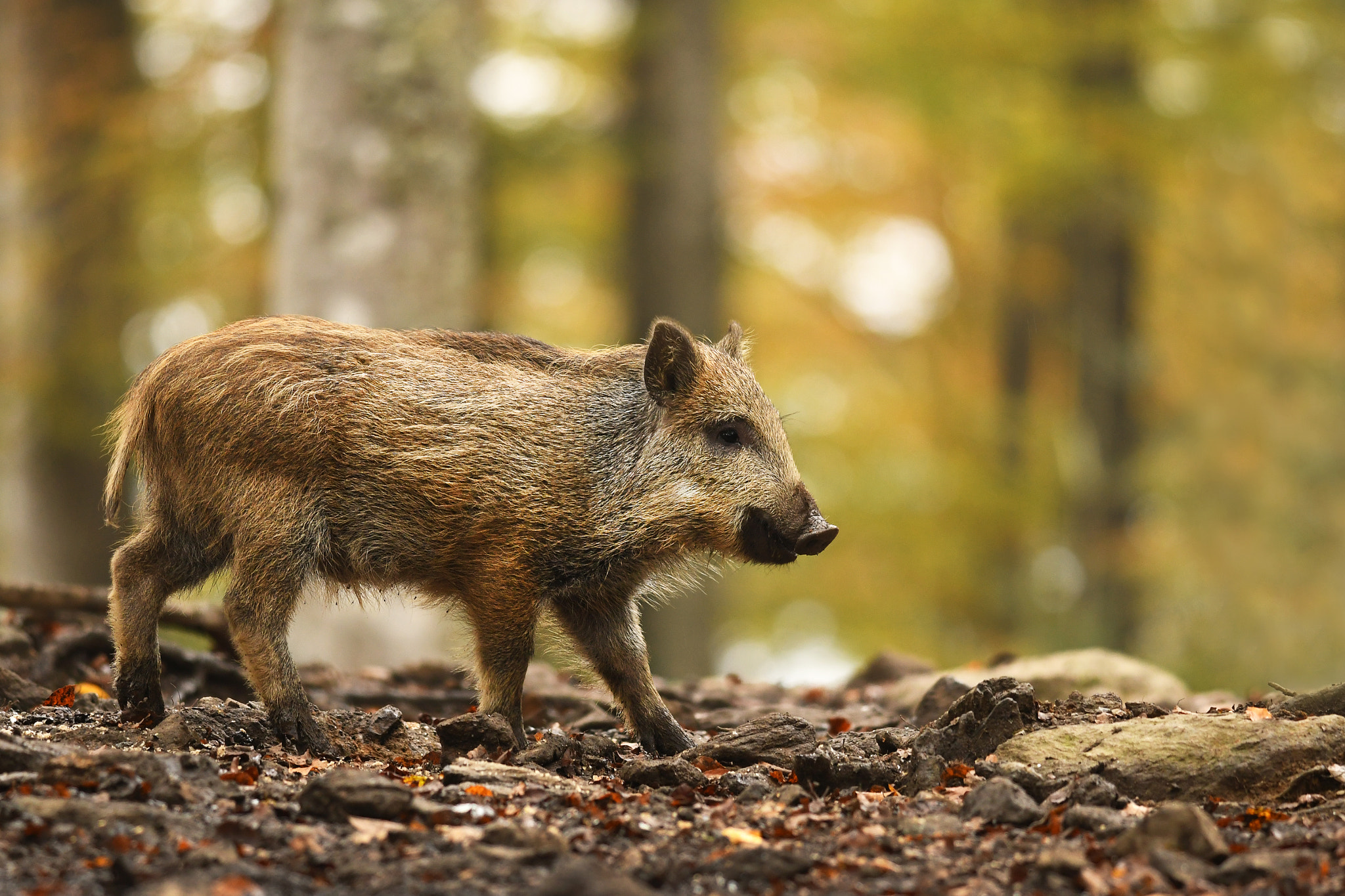 AF Zoom-Nikkor 24-50mm f/3.3-4.5 sample photo. Young wild boar photography