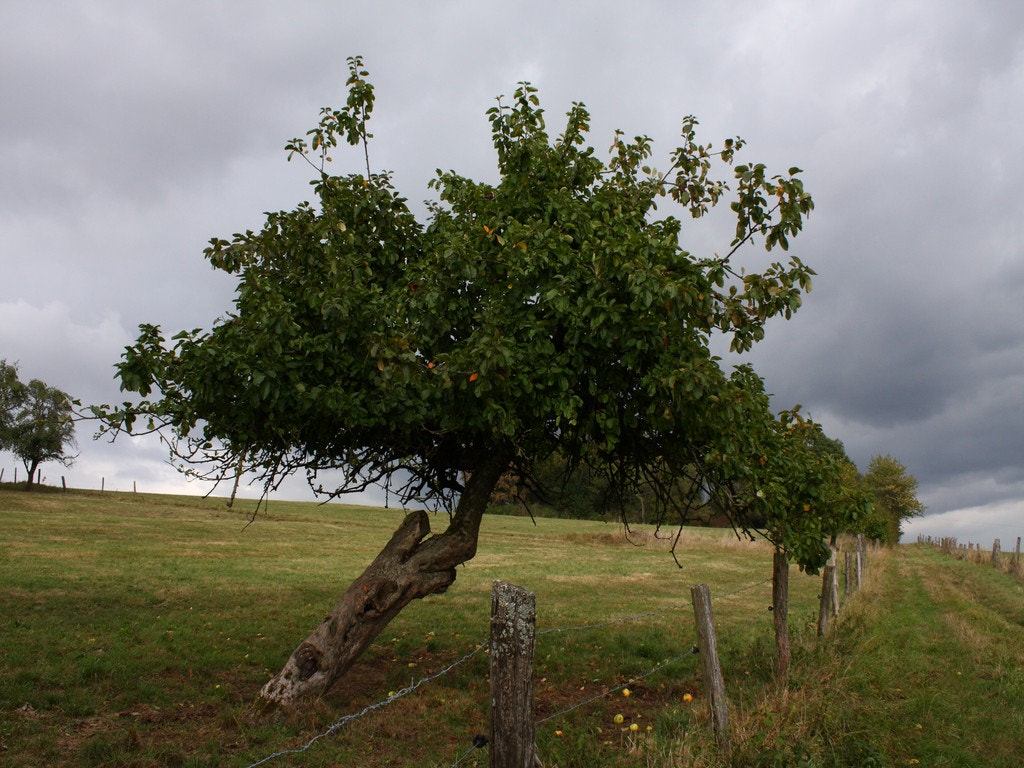 Canon EOS 40D sample photo. Old apple tree photography