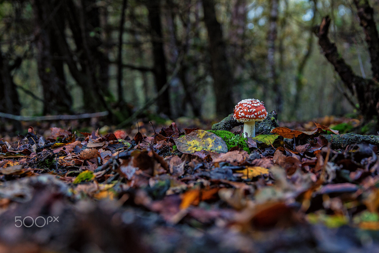 Sigma 17-70mm F2.8-4 DC Macro OS HSM sample photo. Ein männlein seht im walde photography