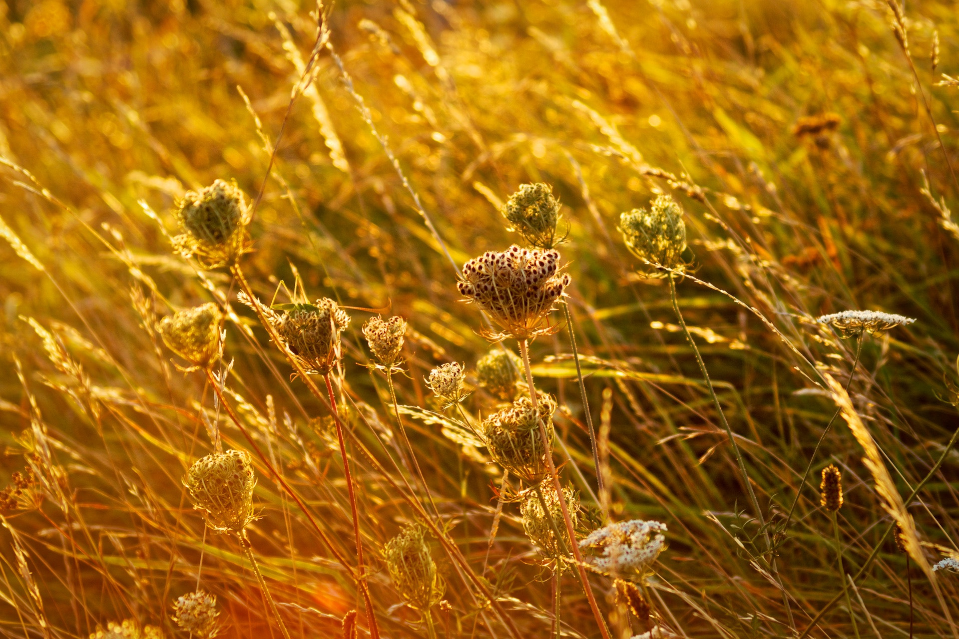 Sony SLT-A77 sample photo. Grass im wind photography