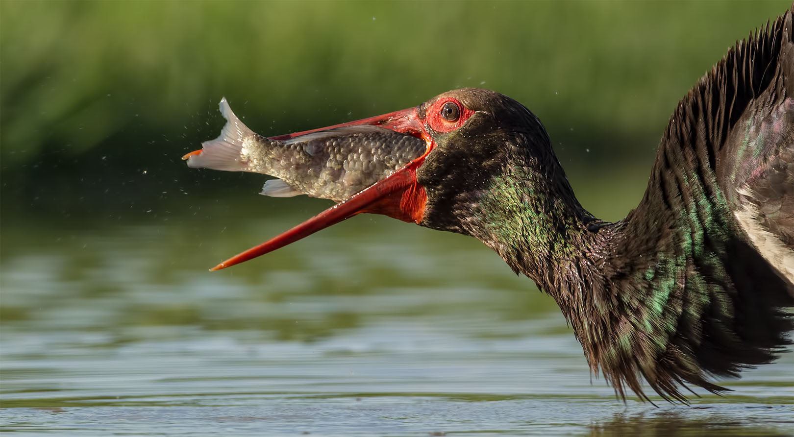 Canon EOS-1D Mark IV sample photo. Black stork showing big catch photography