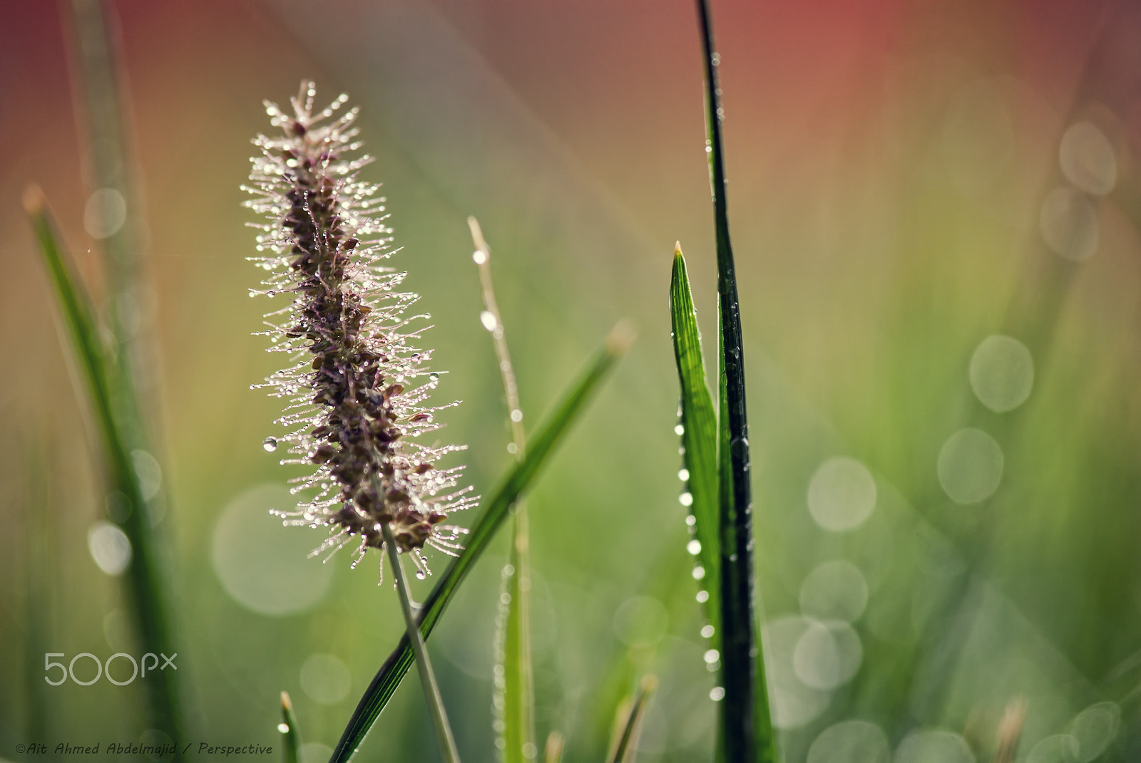 Nikon D200 sample photo. Good morning...!! photography