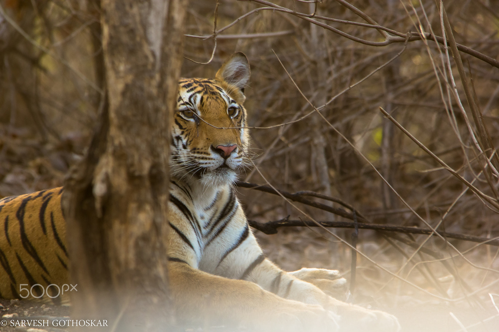 Sigma 150-500mm F5-6.3 DG OS HSM sample photo. Female cub of collarwali photography