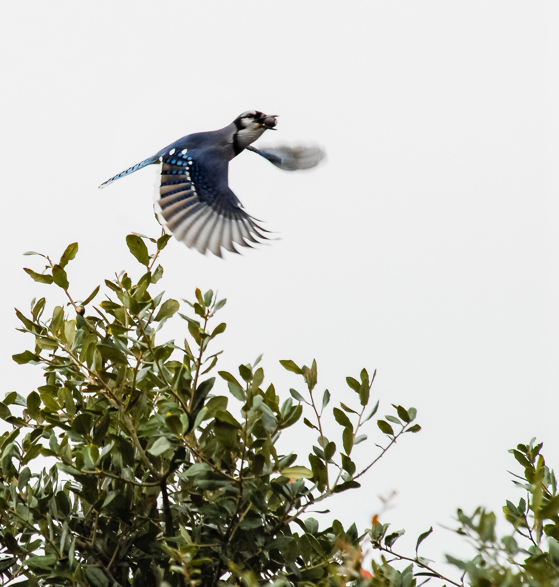Nikon D200 sample photo. Bluejay photography