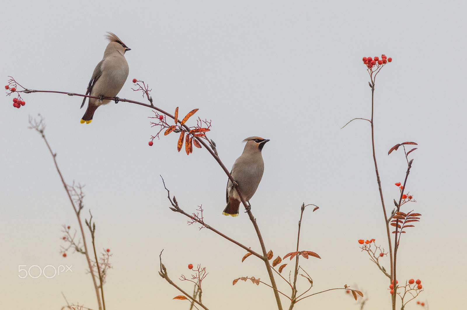 Sigma 150-600mm F5-6.3 DG OS HSM | C sample photo. A pair of eurasian waxwings photography