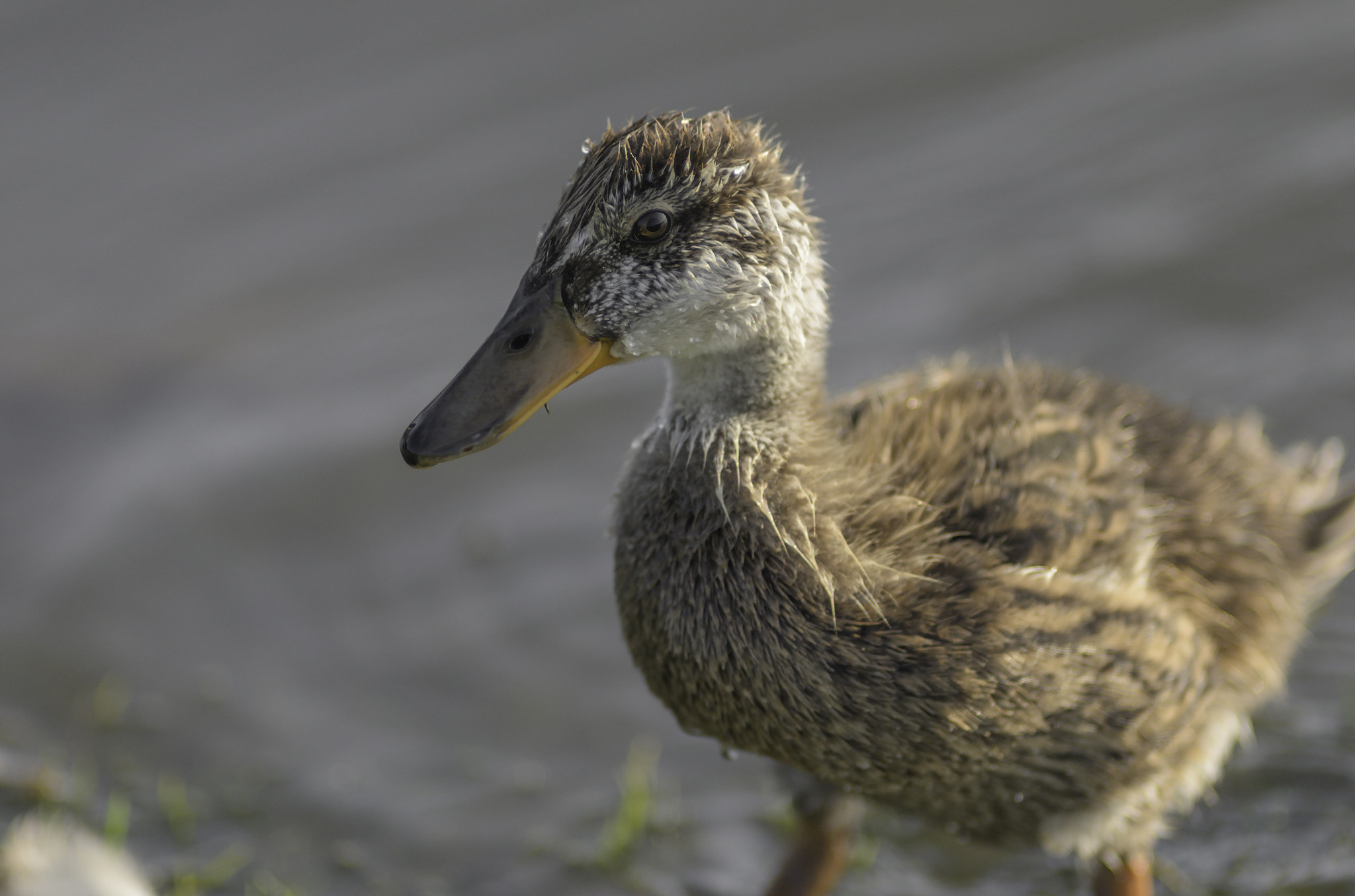 Nikon AF-S Nikkor 300mm F2.8G ED VR II sample photo. Duckling photography