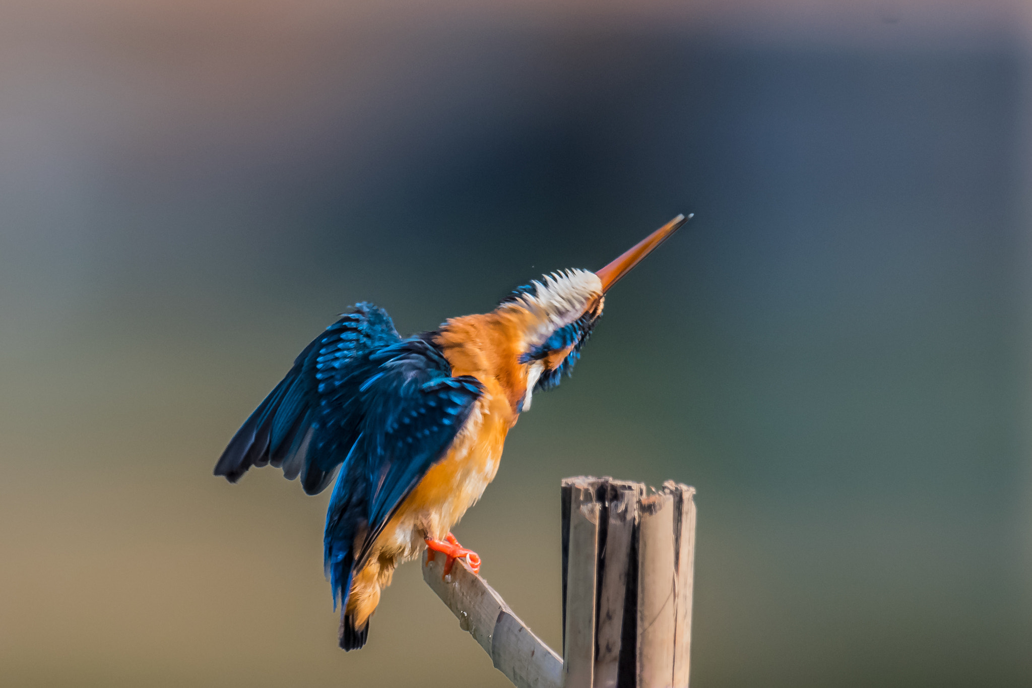 Nikon AF-S Nikkor 800mm F5.6E FL ED VR sample photo. Common kingfisher photography