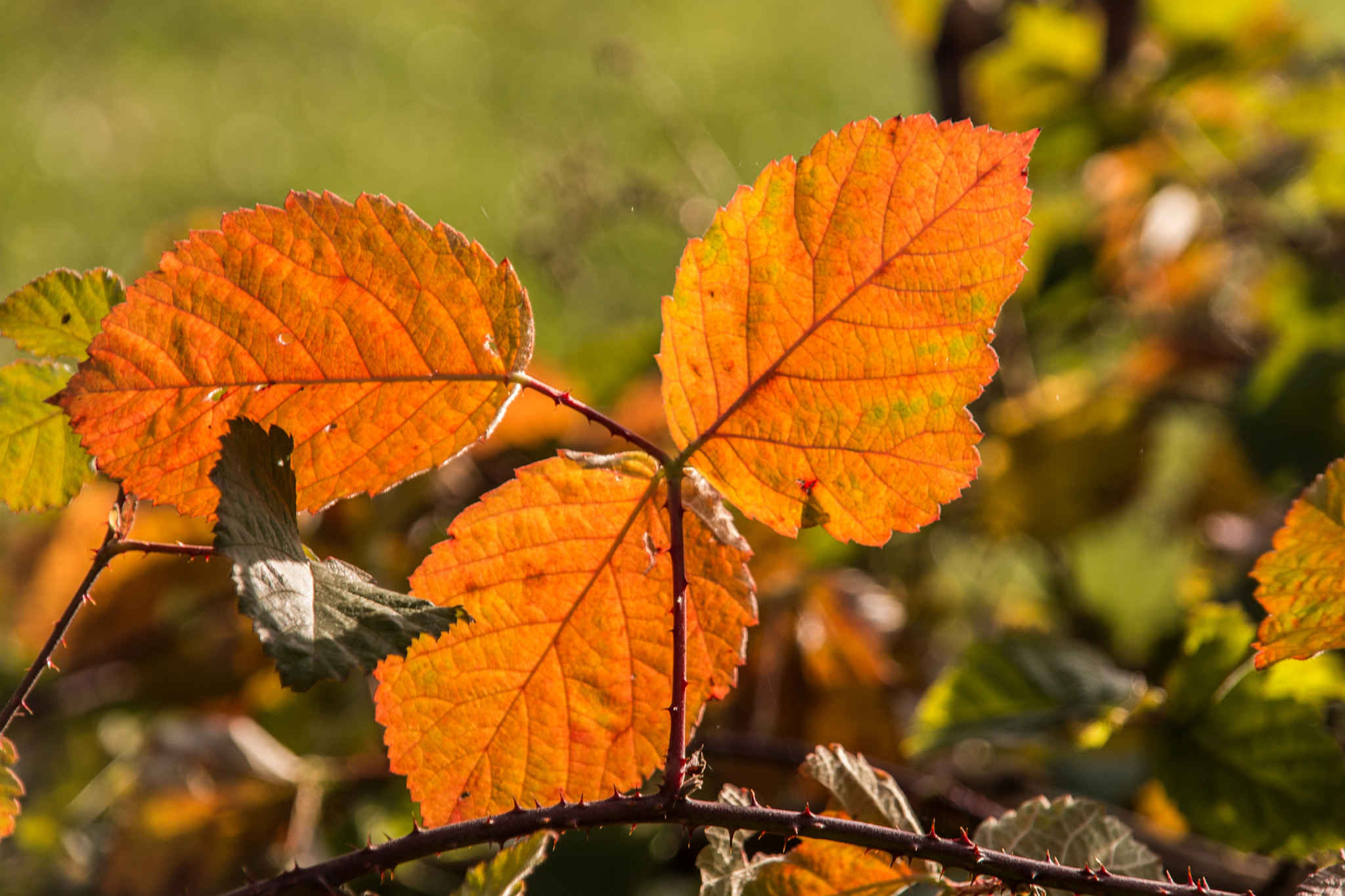 Sigma 18-200mm f/3.5-6.3 DC OS sample photo. Orange leaf photography