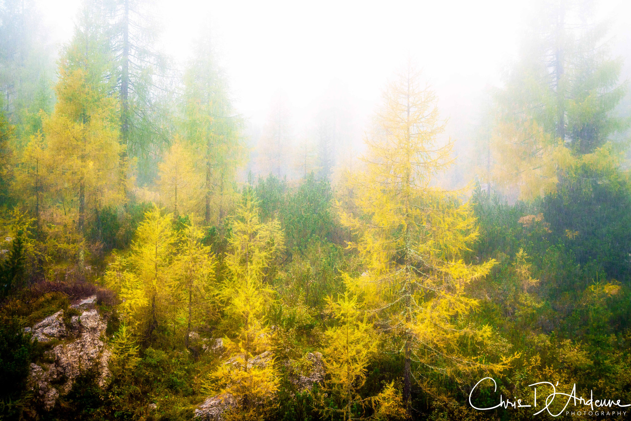 Sony a7R II sample photo. Mystic larch's photography