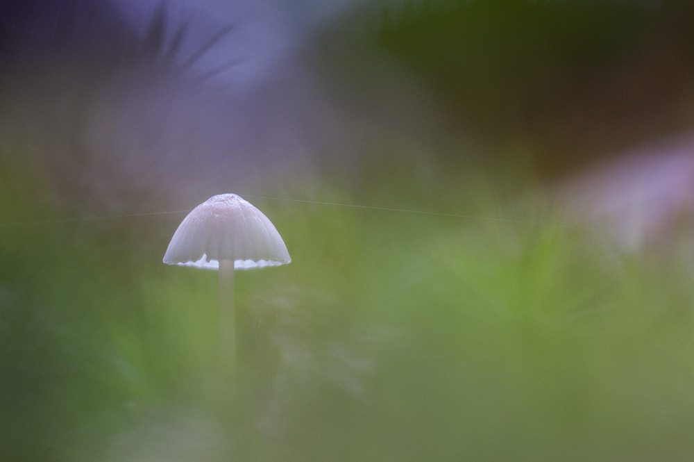 Sigma 150mm F2.8 EX DG OS Macro HSM sample photo. Pado photography