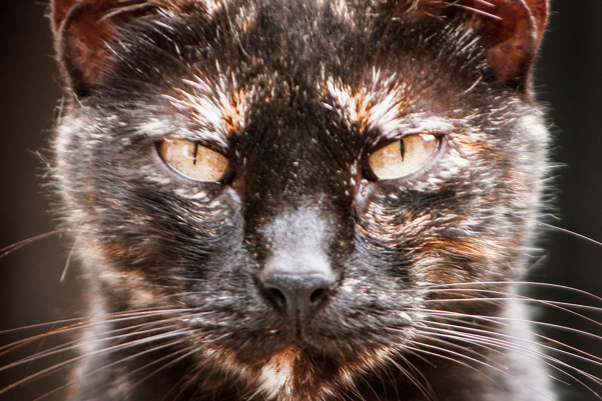 Canon EF 90-300mm F4.5-5.6 sample photo. Tommy eyes photography