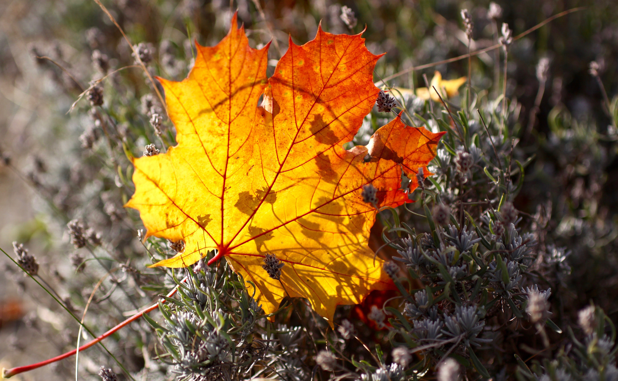 Canon EOS 50D + Sigma 18-50mm f/2.8 Macro sample photo. The one photography