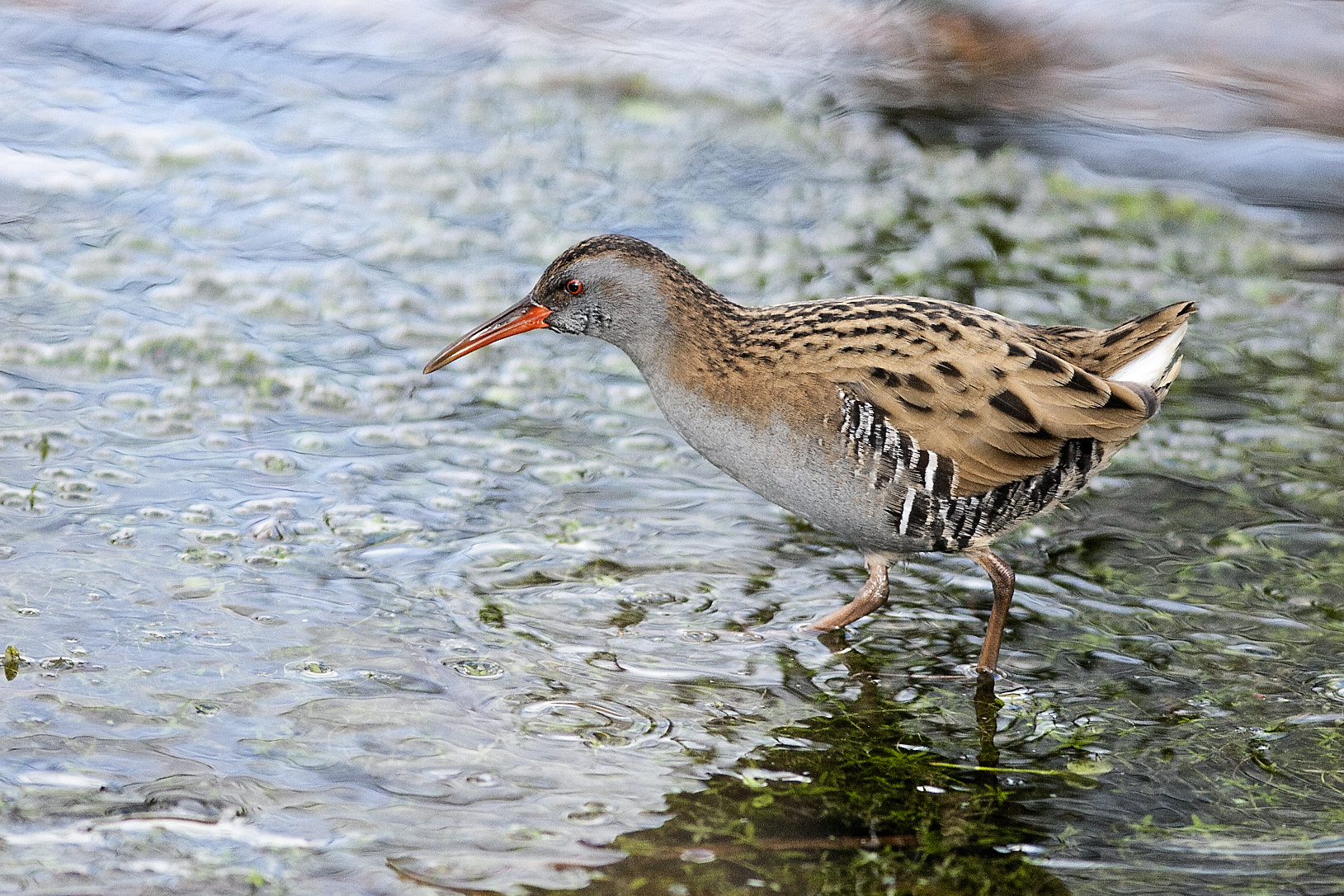 Canon EF 300mm F4L IS USM sample photo. Water rail photography