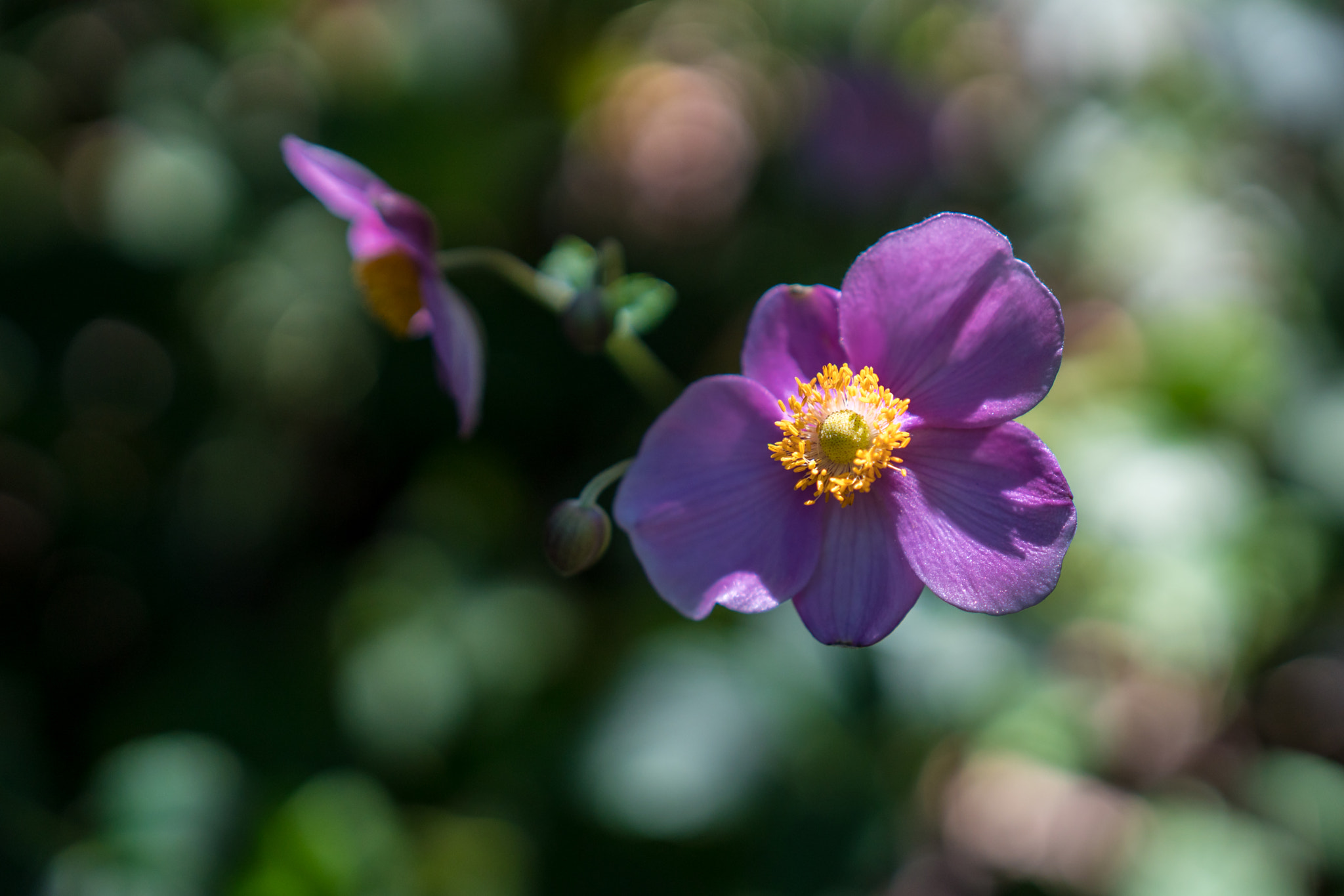 Sony a6300 + 18-35mm F1.8 DC HSM | Art 013 sample photo. Anemone photography