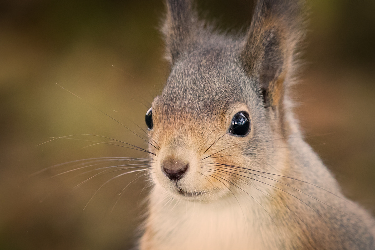 Canon EF 300mm F2.8L IS II USM sample photo. Squirrel portrait photography