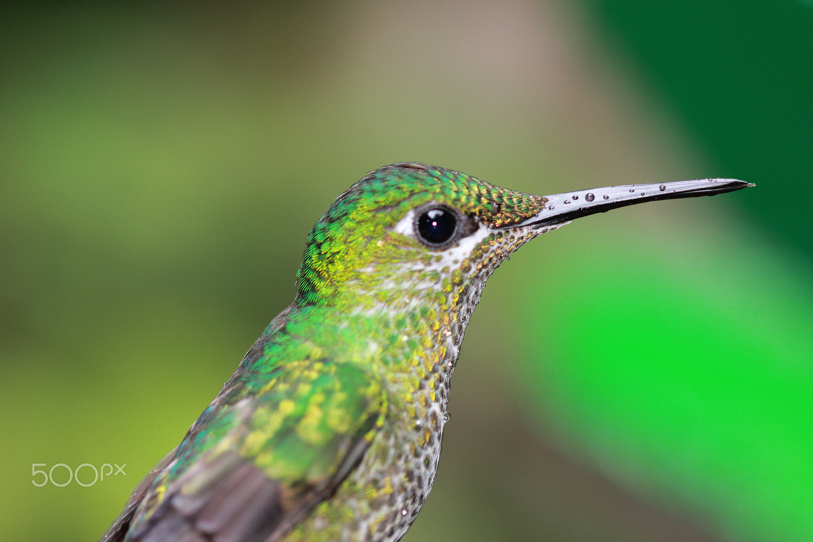 Sigma 105mm F2.8 EX DG OS HSM sample photo. Humming bird monteverde photography