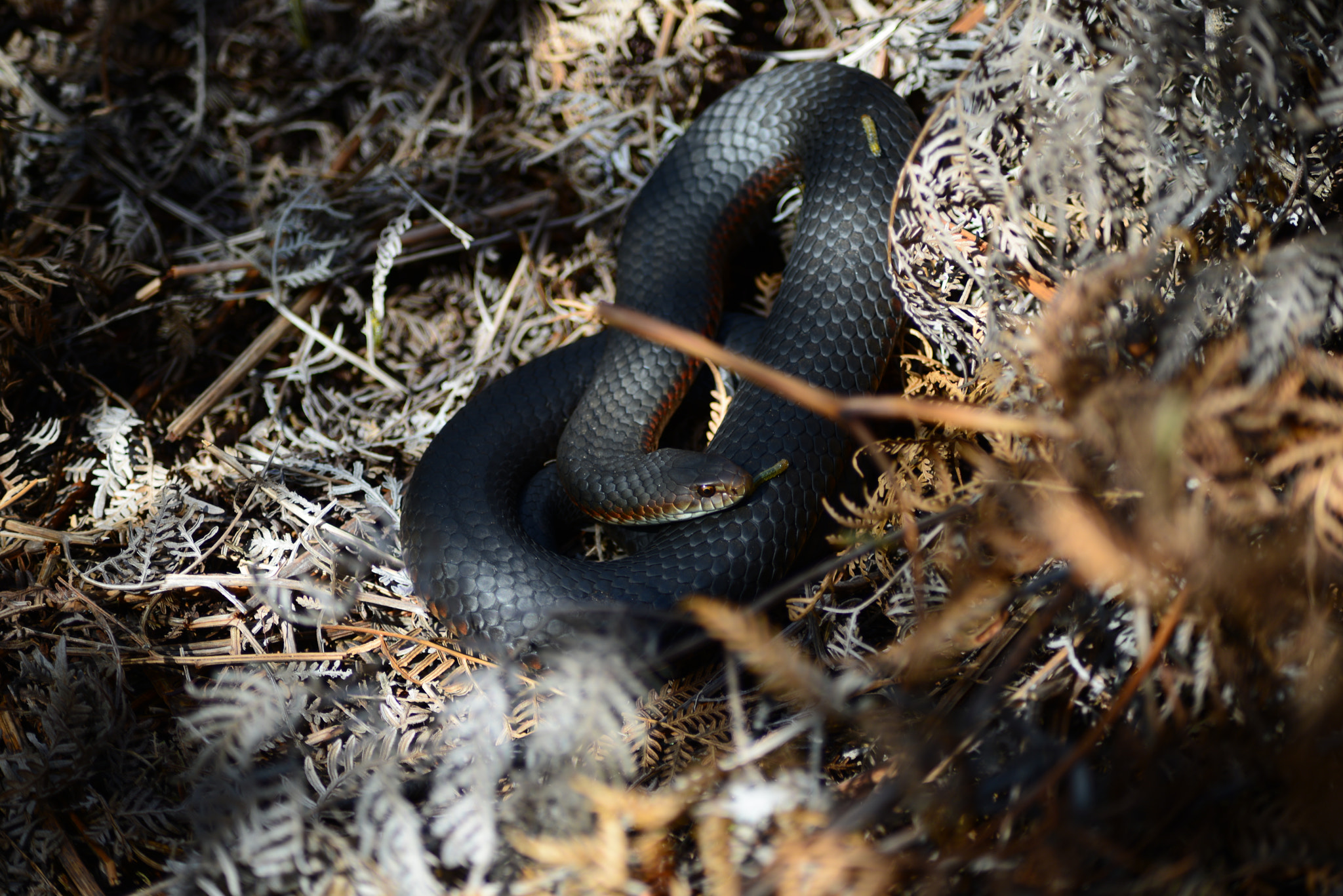 AF Zoom-Nikkor 70-300mm f/4-5.6D ED sample photo