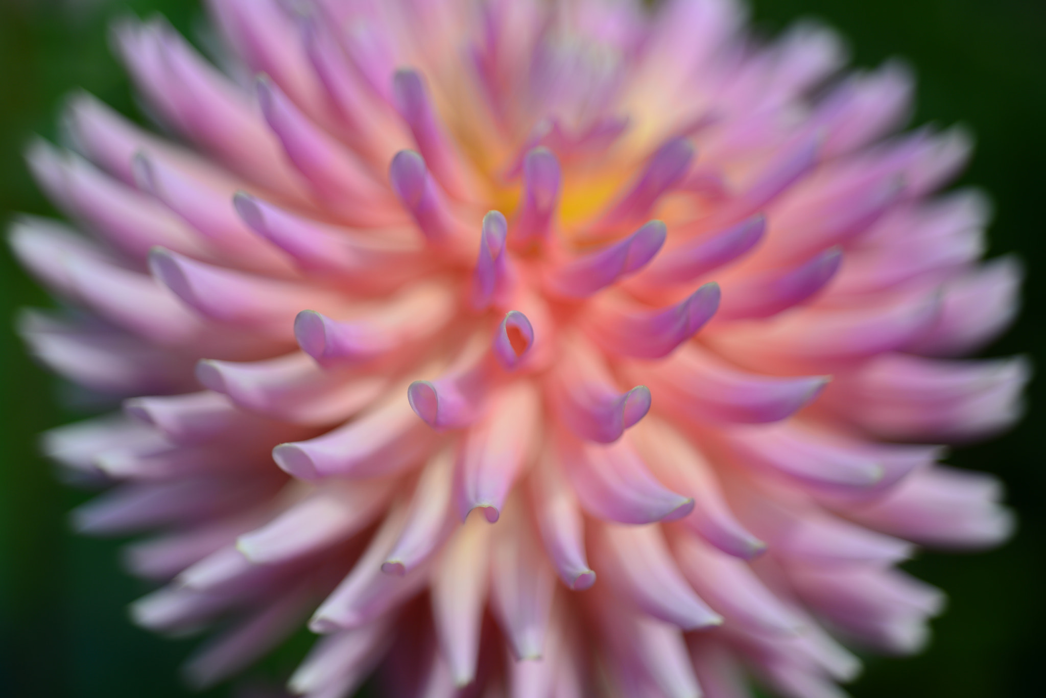 Nikon D800 + Nikon AF Micro-Nikkor 60mm F2.8D sample photo