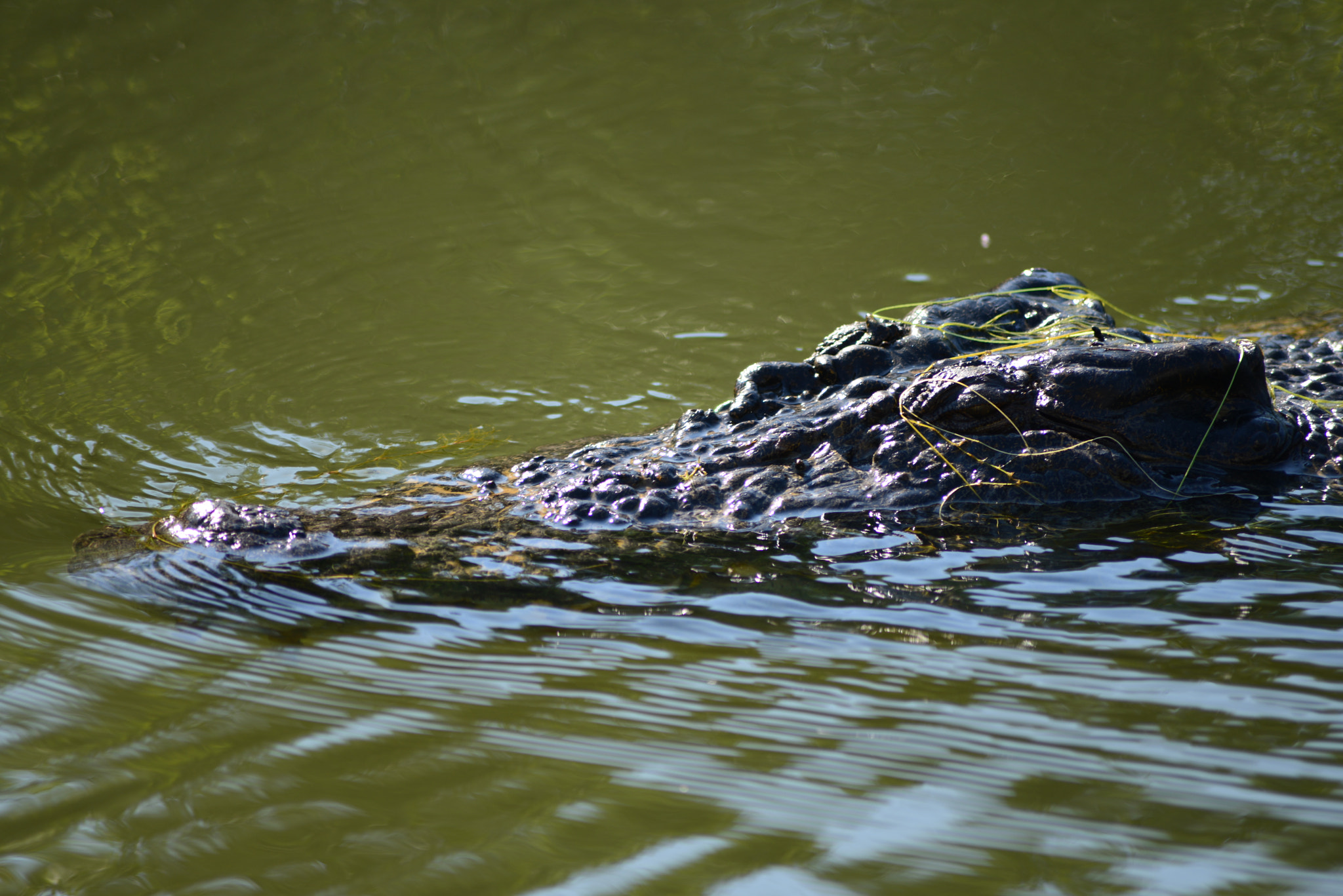 AF Zoom-Nikkor 70-300mm f/4-5.6D ED sample photo