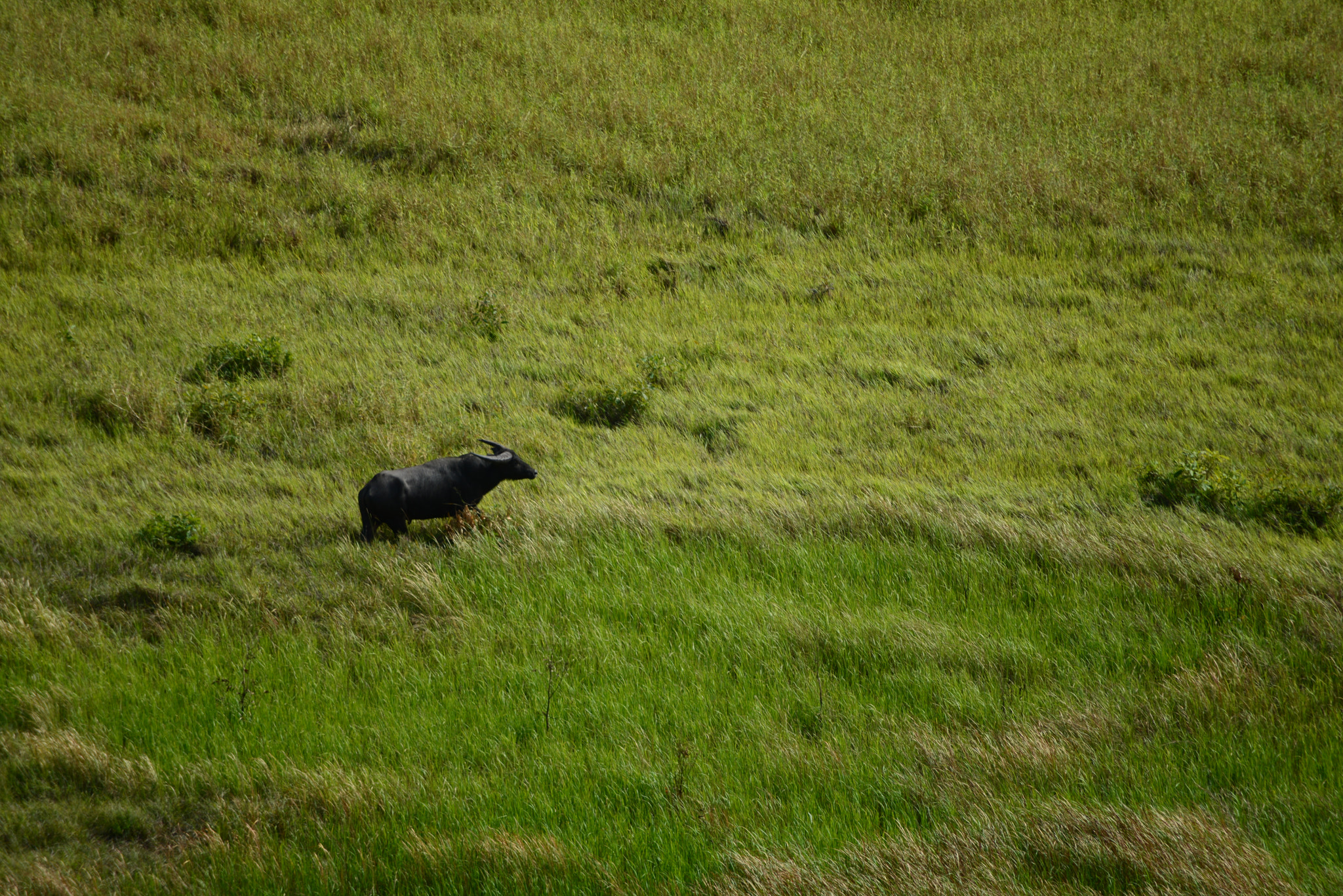 AF Zoom-Nikkor 70-300mm f/4-5.6D ED sample photo