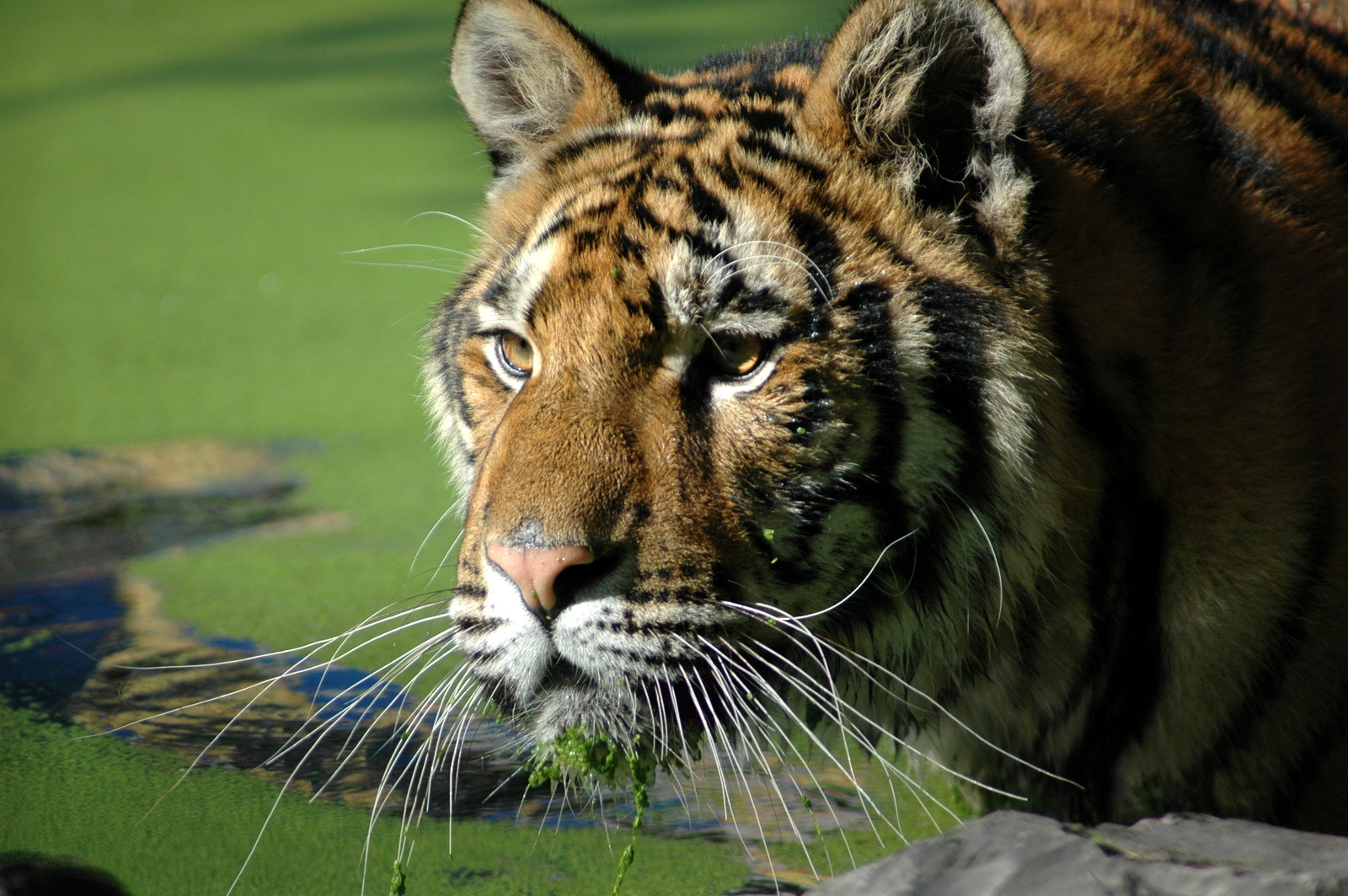 Nikon D70s + AF Zoom-Nikkor 70-300mm f/4-5.6D ED sample photo. Tigre, zoo photography