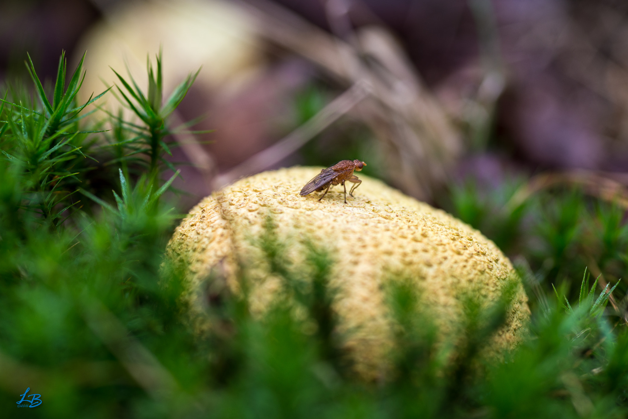 Nikon D600 + Sigma 105mm F2.8 EX DG Macro sample photo. I see you! photography