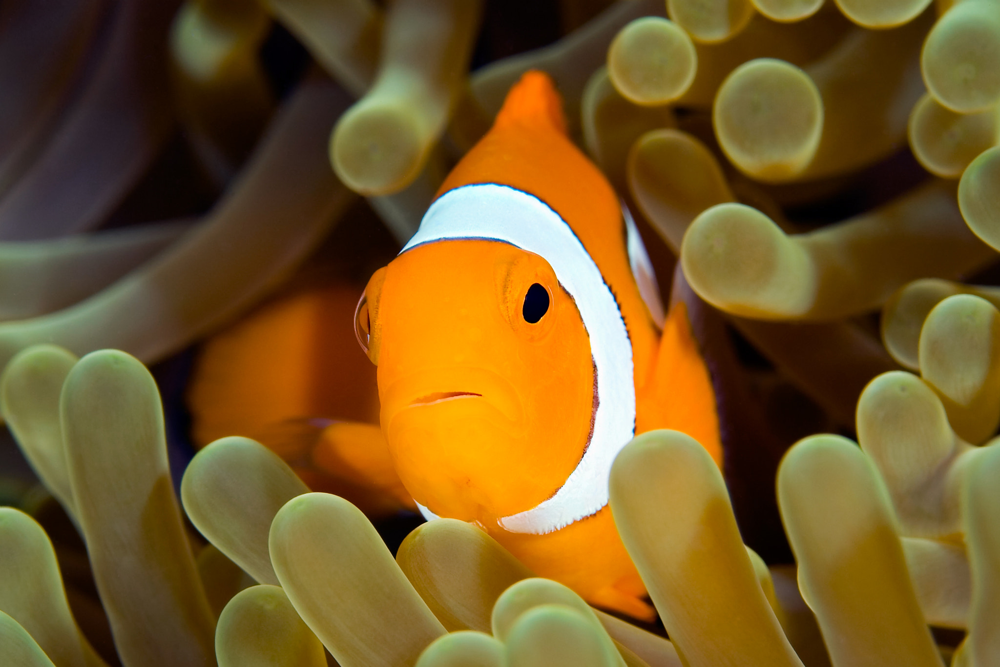 Canon EOS 5D + Canon EF 100mm F2.8 Macro USM sample photo. Clown anemonefish photography