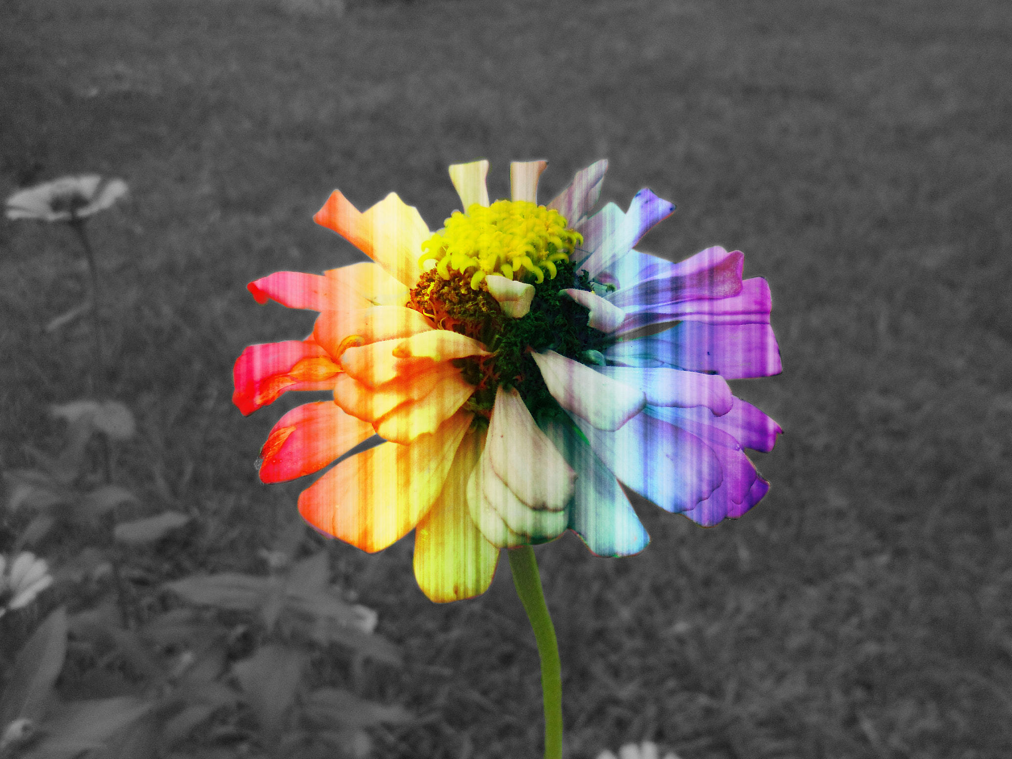 Sony DSC-W670 sample photo. Flower of dream photography
