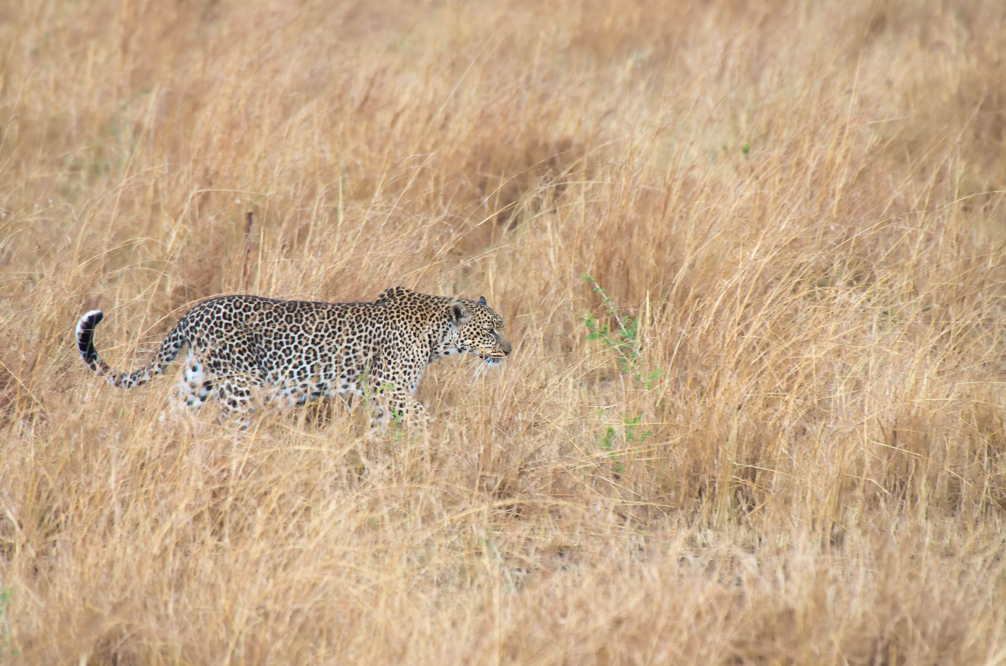 Pentax K-5 IIs + Sigma 50-500mm F4.5-6.3 DG OS HSM sample photo. Leopard photography