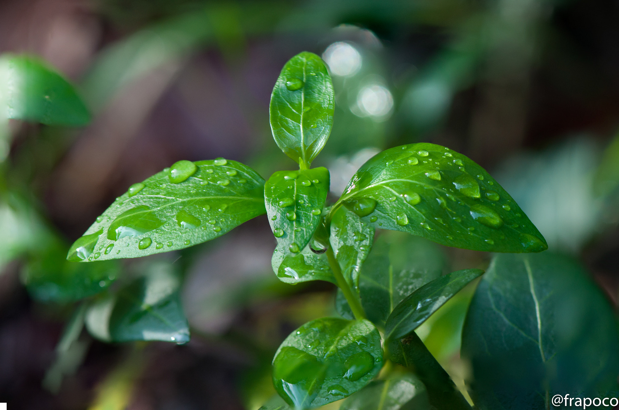 Nikon AF-S Micro-Nikkor 105mm F2.8G IF-ED VR sample photo. Macro hunting: drops photography