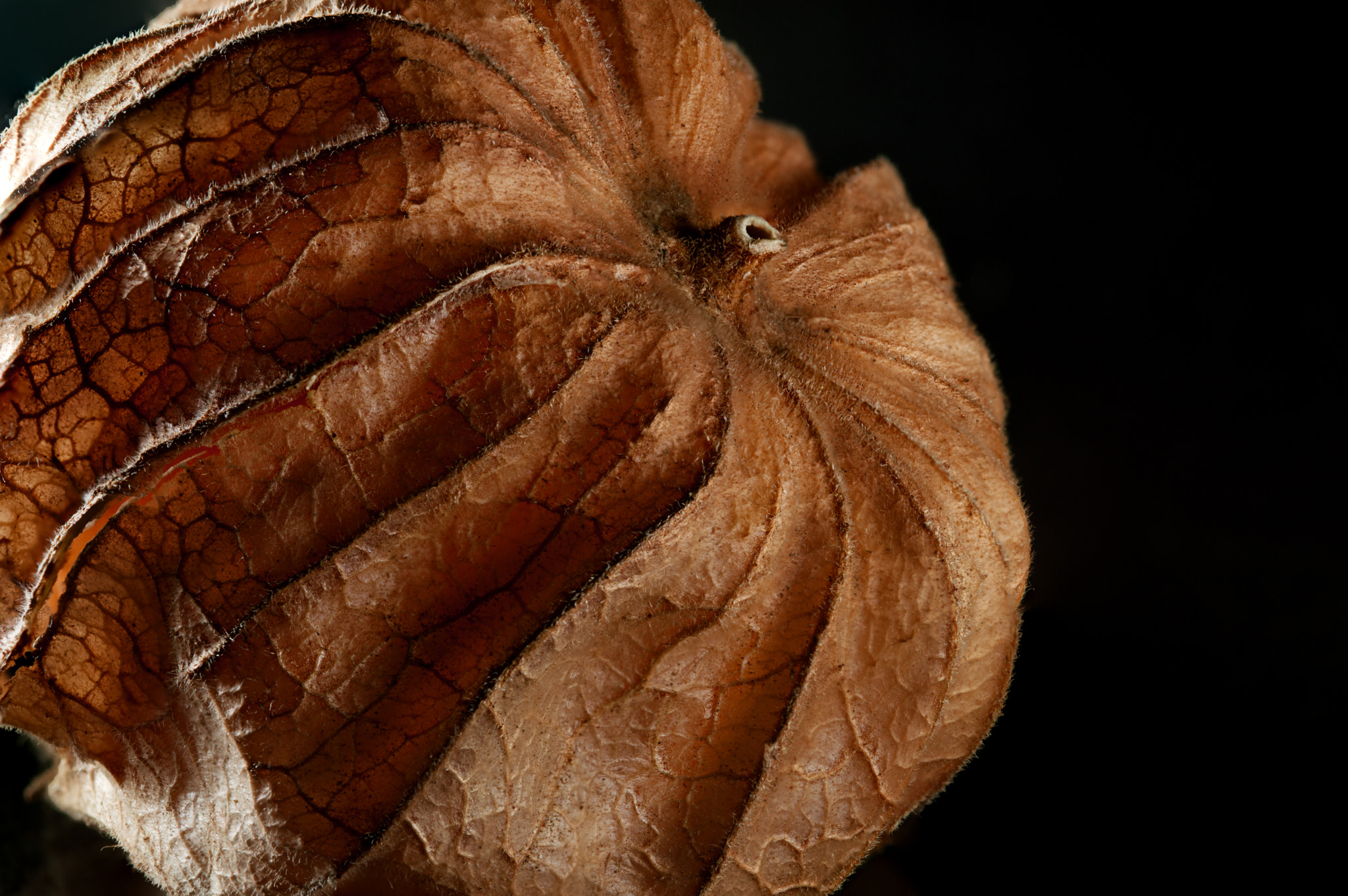 Sigma 105mm F2.8 EX DG OS HSM sample photo. Physalis photography