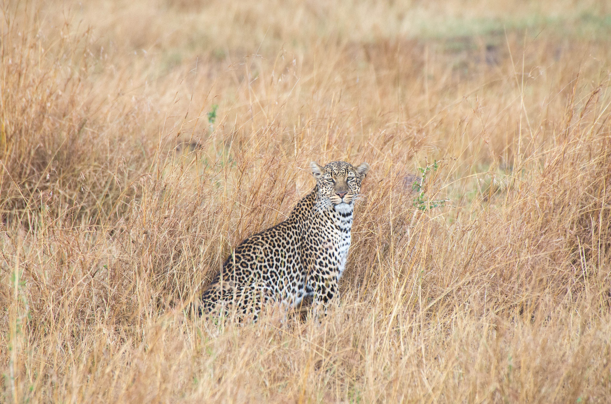 Pentax K-5 IIs sample photo. Leopard stare photography