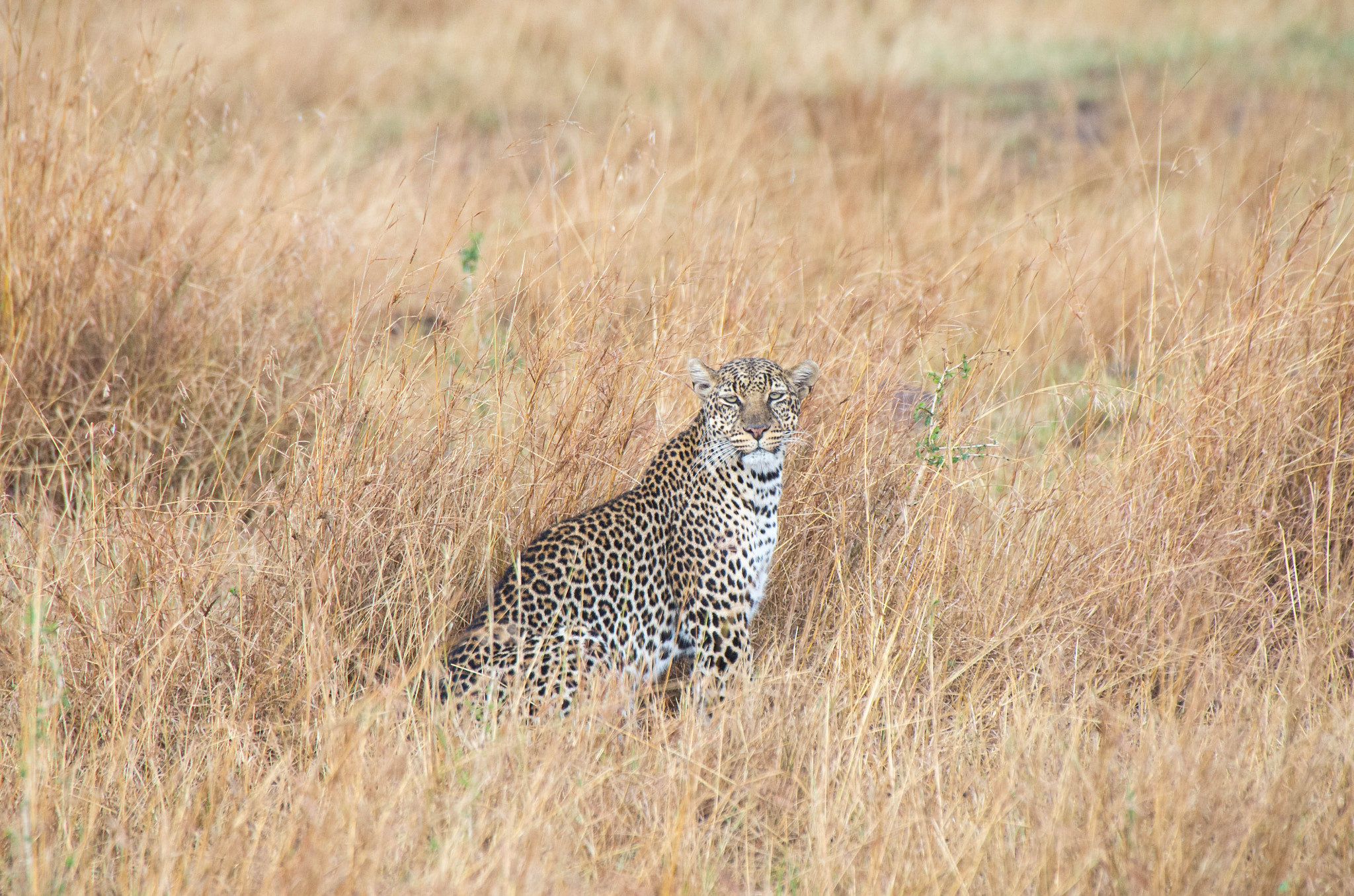 Pentax K-5 IIs + Sigma 50-500mm F4.5-6.3 DG OS HSM sample photo. Leopard stare photography