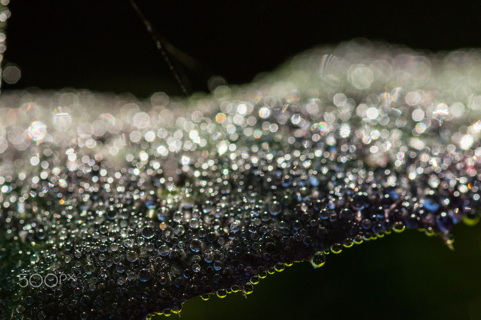 Pentax smc D-FA 100mm F2.8 macro sample photo. Leaf droplets 2 photography