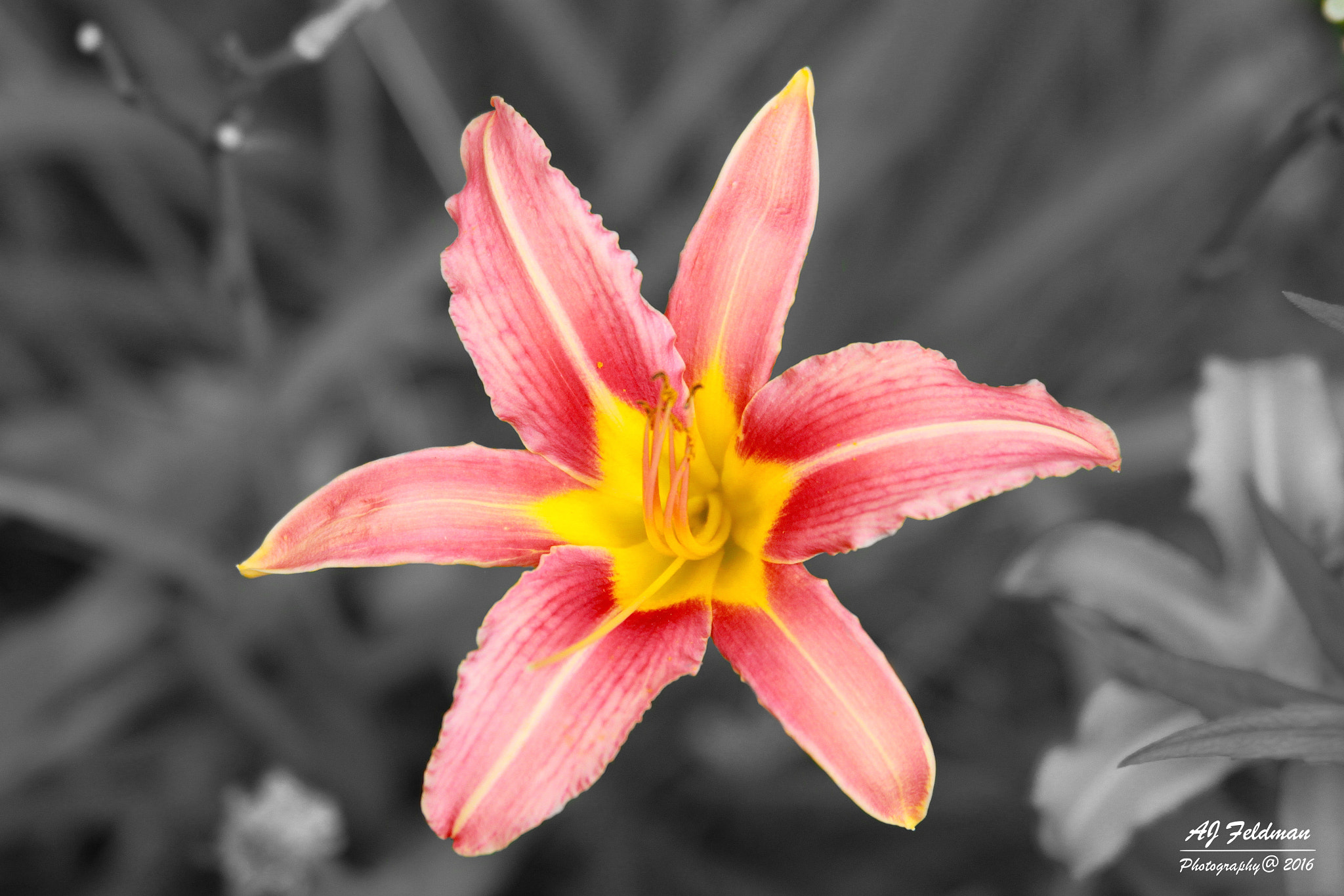 Canon EF 28-135mm F3.5-5.6 IS USM sample photo. Day lily photography