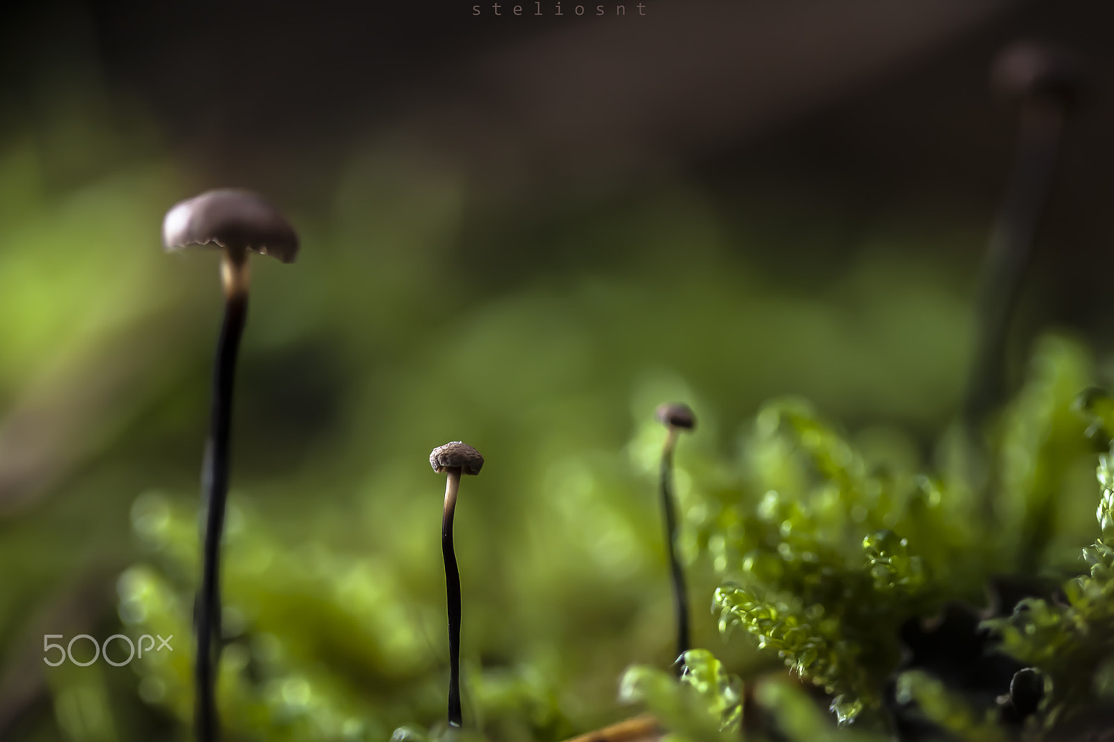 Canon EF 100mm F2.8 Macro USM sample photo. Mashroom photography