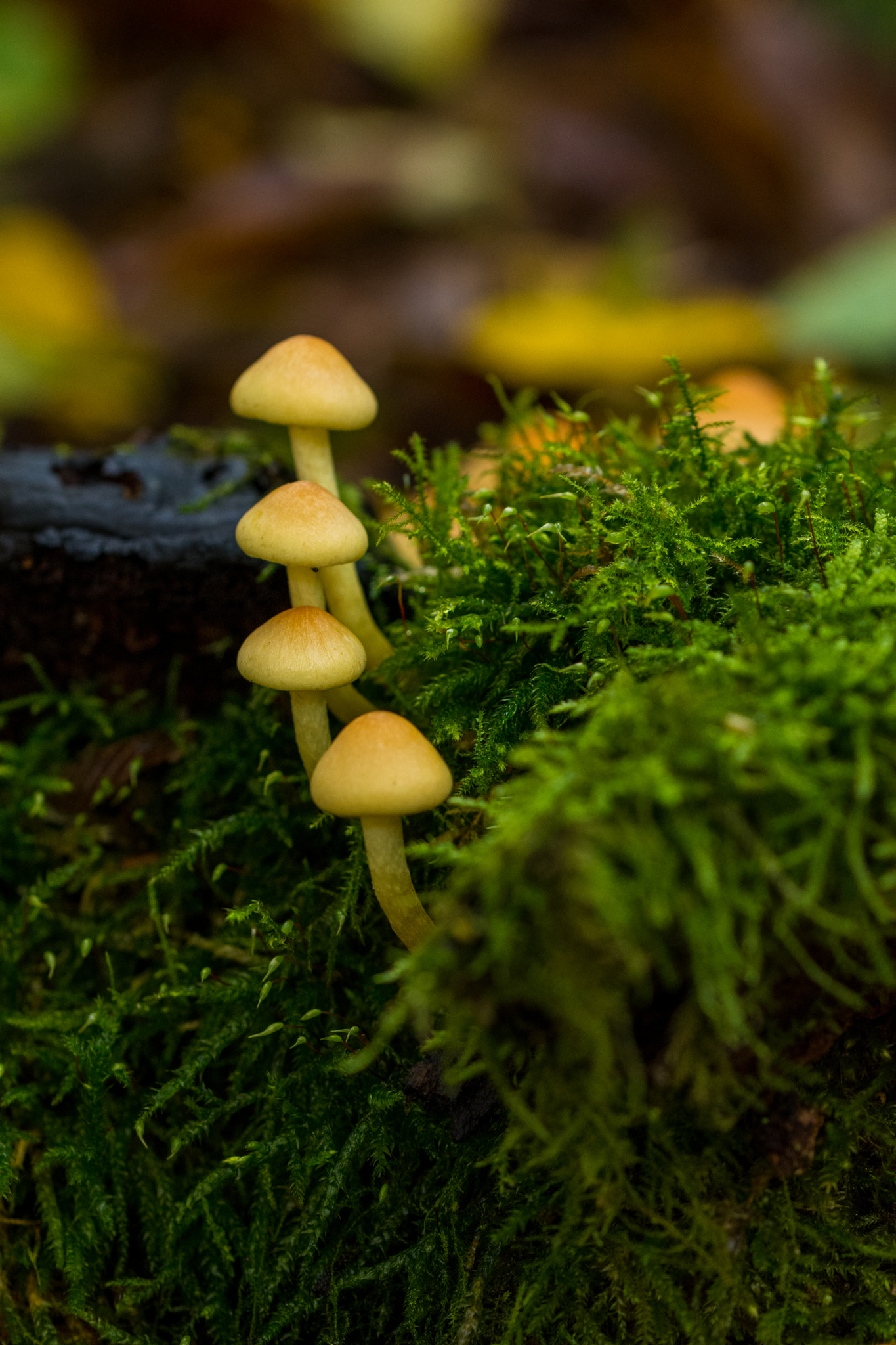 Nikon D7200 sample photo. The little mushrooms photography