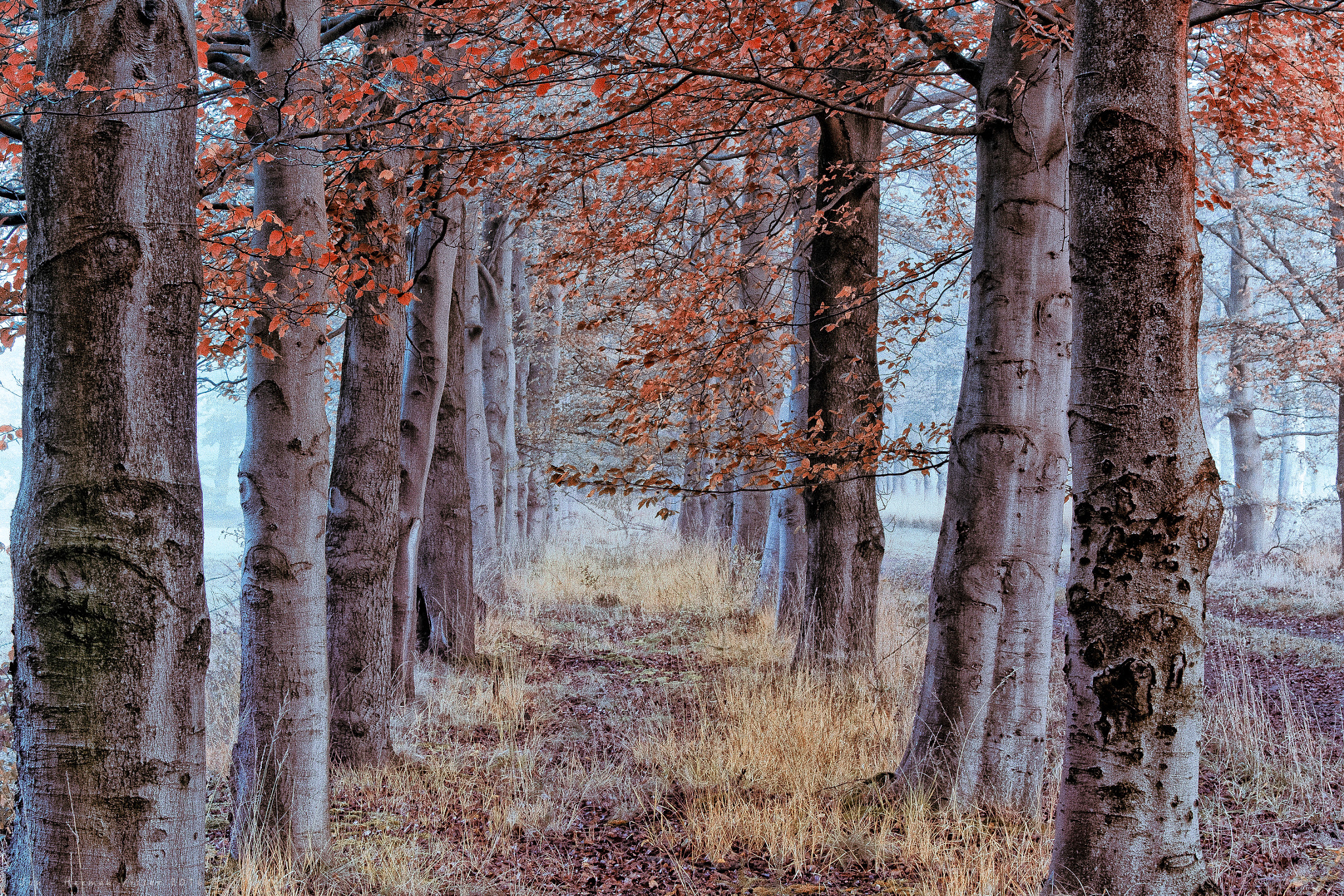 Canon EF 50-200mm f/3.5-4.5 sample photo. Blue autumn... photography