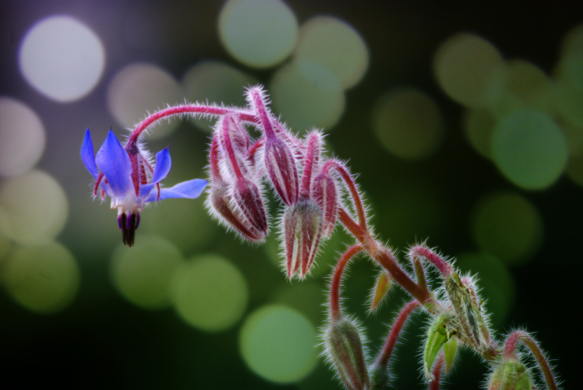 Pentax K-m (K2000) sample photo. I am alone photography